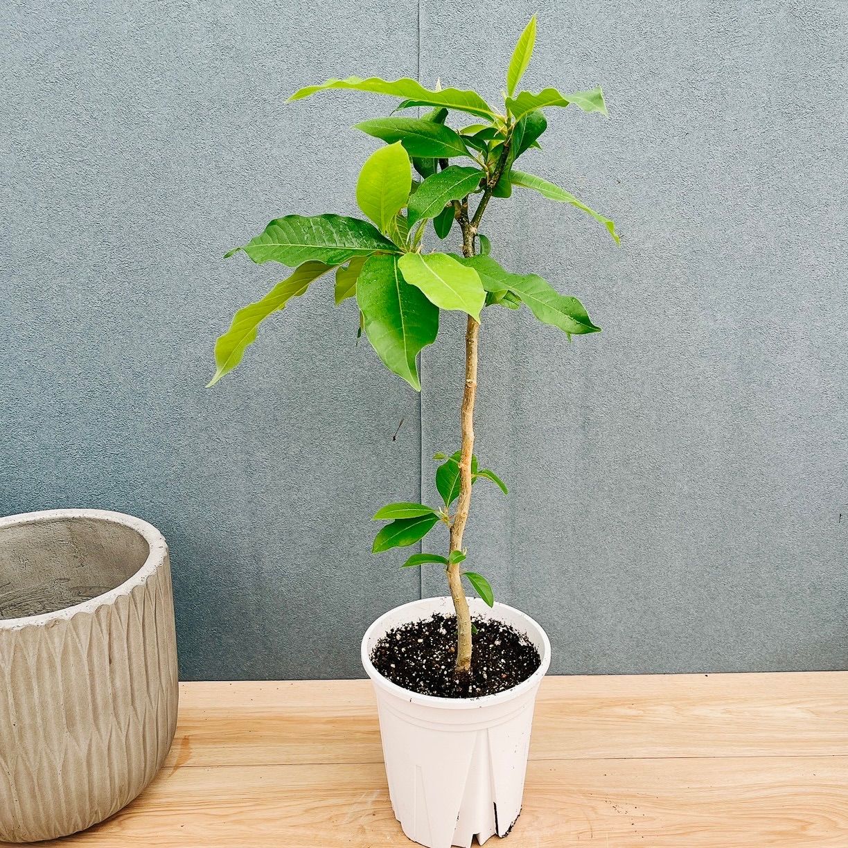在庫］キンコウボク 7号 観葉植物 屋外 珍しい 金厚朴 香水 花