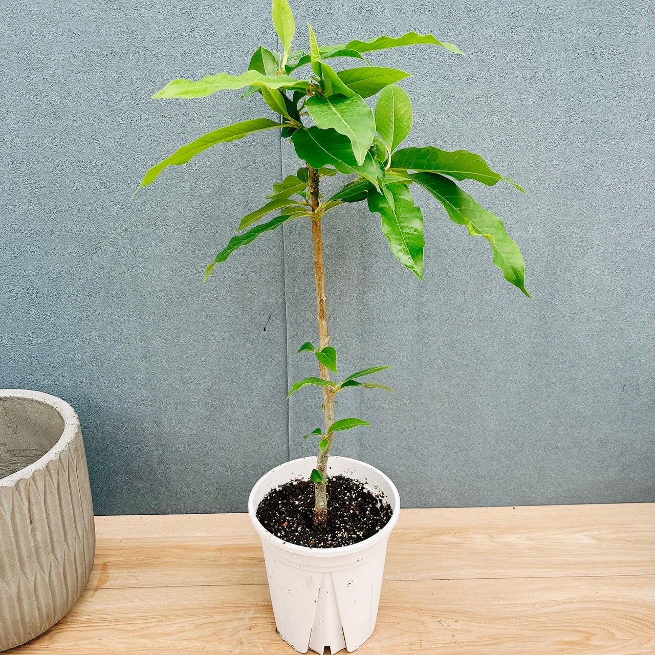 ［現品］3番　キンコウボク　7号　観葉植物　屋外　レア　金厚朴　香水　チャンパカ 在庫］キンコウボク 7号 観葉植物 屋外 珍しい 金厚朴 香水 花