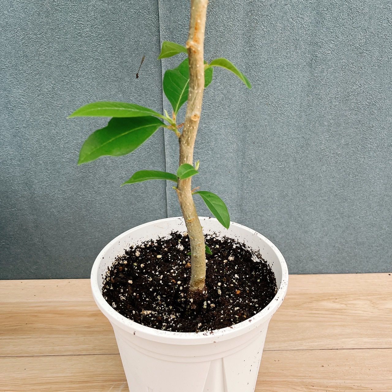 ［現品］3番　キンコウボク　7号　観葉植物　屋外　レア　金厚朴　香水　チャンパカ 在庫］キンコウボク 7号 観葉植物 屋外 珍しい 金厚朴 香水 花