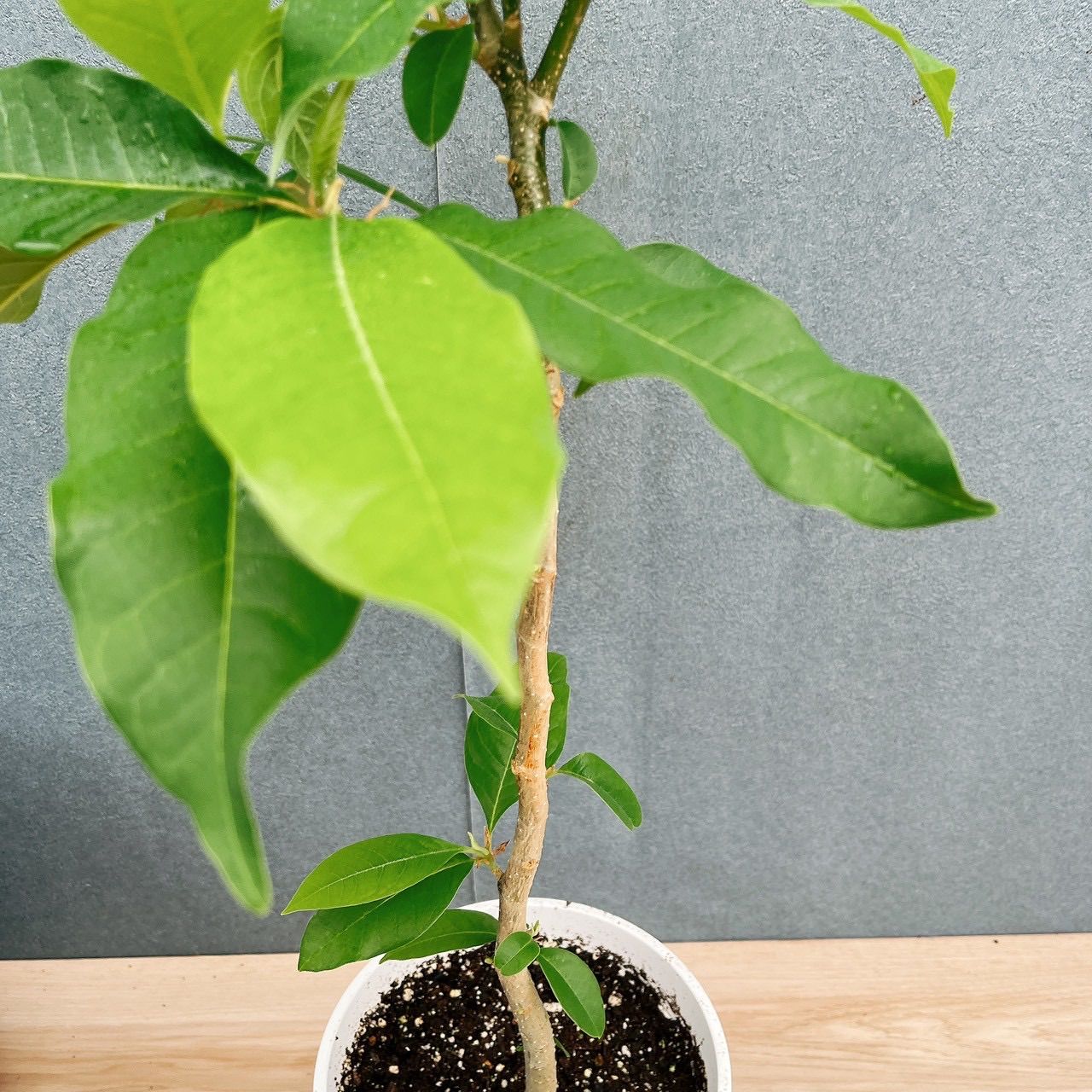 在庫］キンコウボク 7号 観葉植物 屋外 珍しい 金厚朴 香水 花