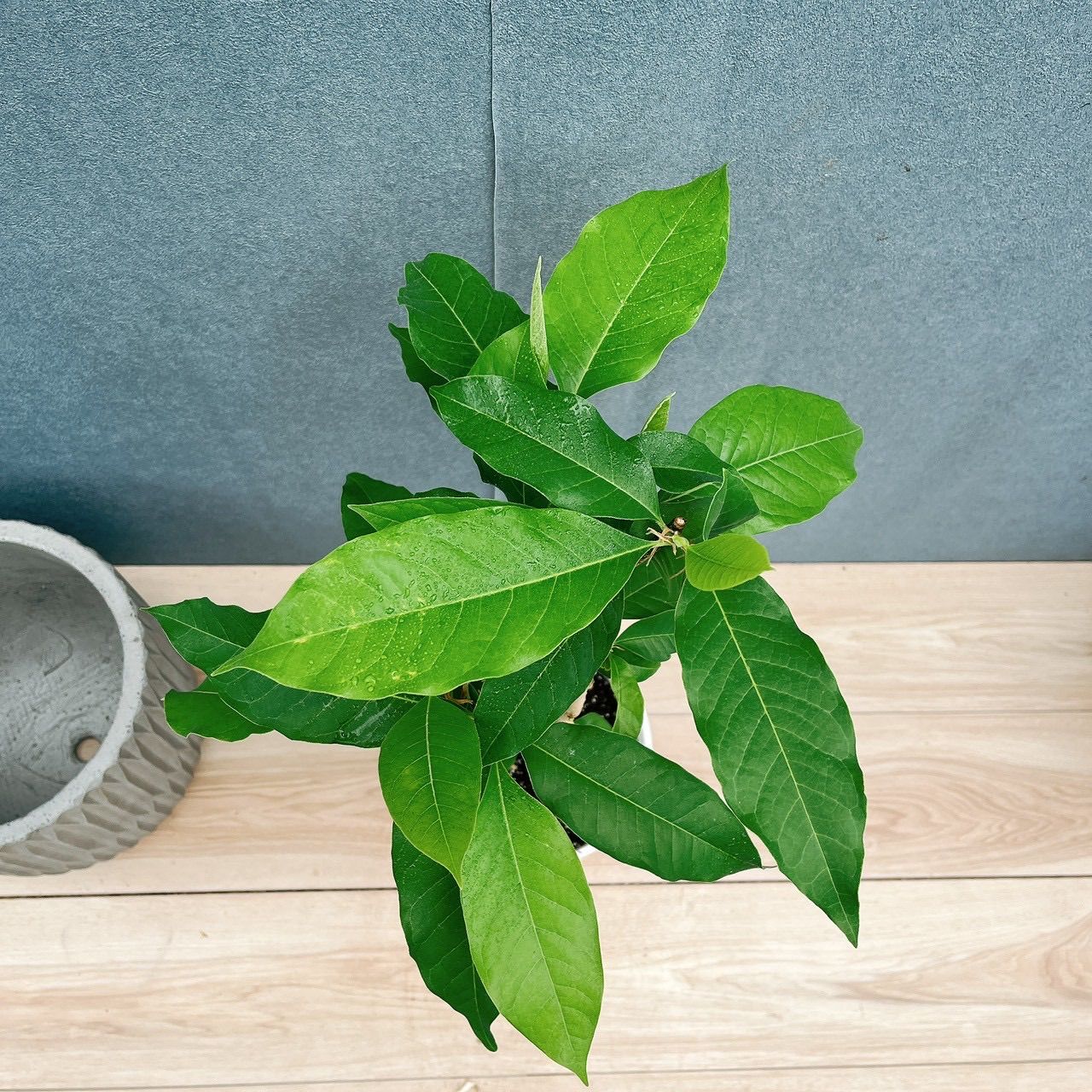在庫］キンコウボク 7号 観葉植物 屋外 珍しい 金厚朴 香水 花
