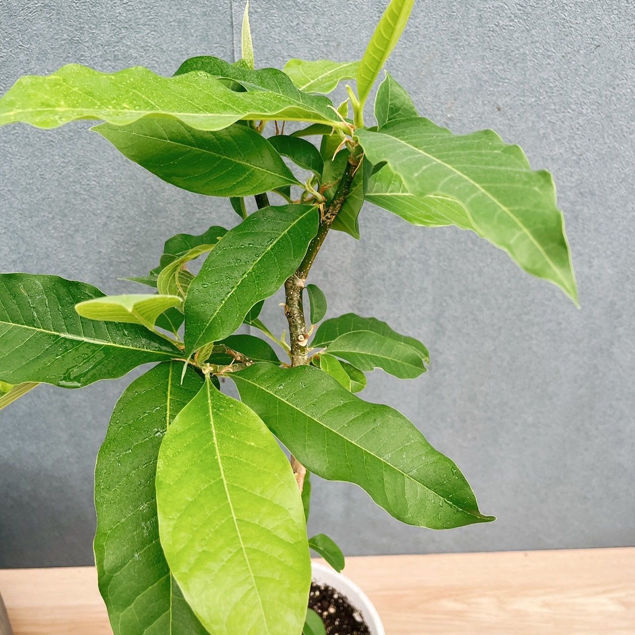 在庫］キンコウボク 7号 観葉植物 屋外 珍しい 金厚朴 香水 花