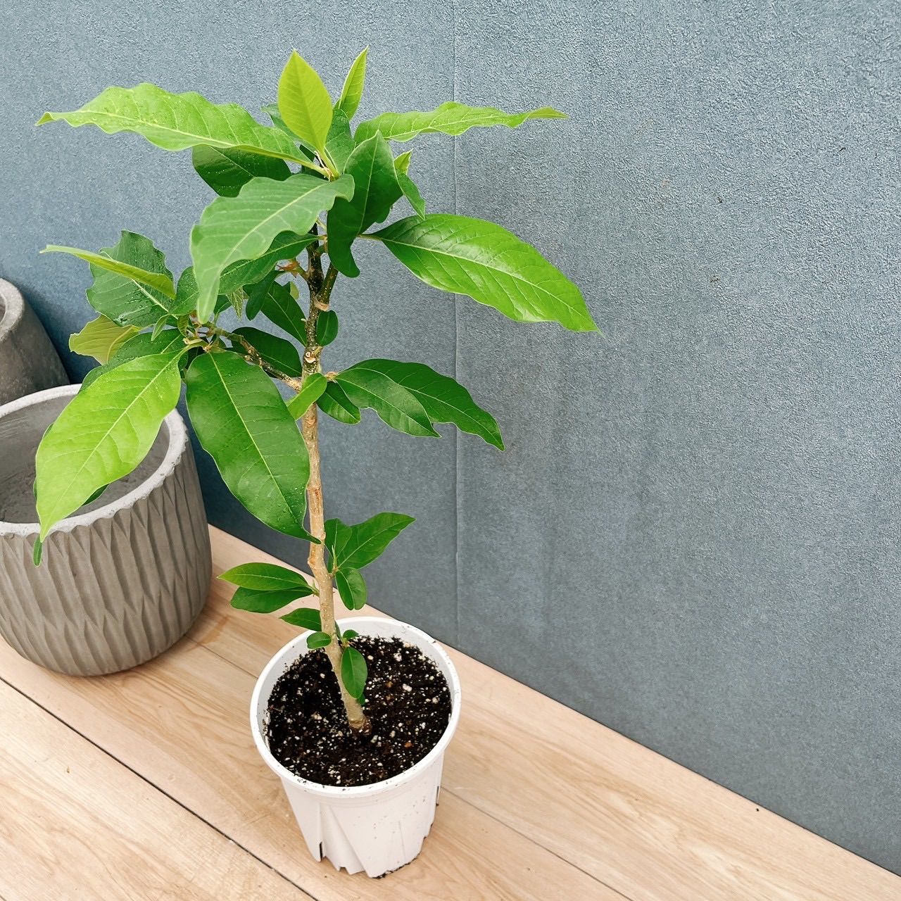 在庫］キンコウボク 7号 観葉植物 屋外 珍しい 金厚朴 香水 花
