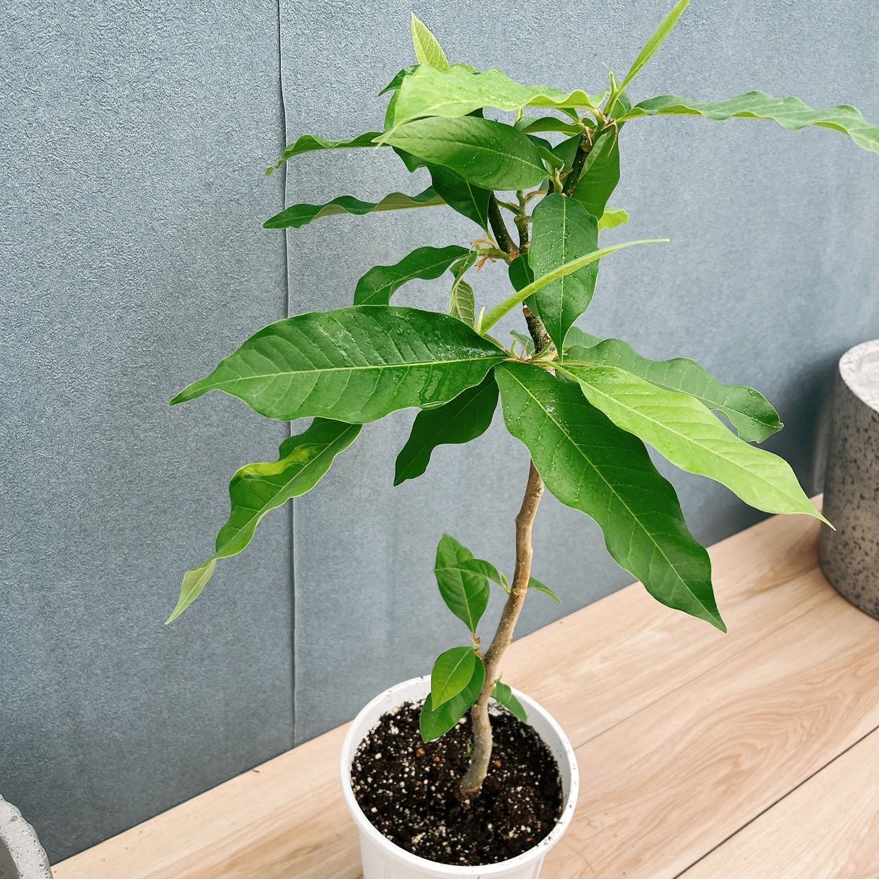 ［現品］3番　キンコウボク　7号　観葉植物　屋外　レア　金厚朴　香水　チャンパカ 在庫］キンコウボク 7号 観葉植物 屋外 珍しい 金厚朴 香水 花