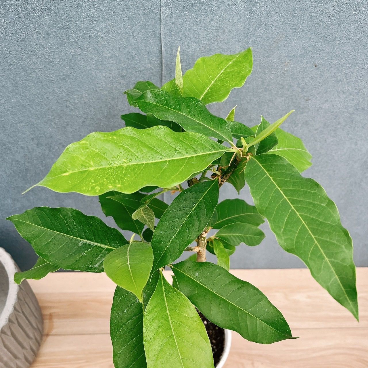 在庫］キンコウボク 7号 観葉植物 屋外 珍しい 金厚朴 香水 花