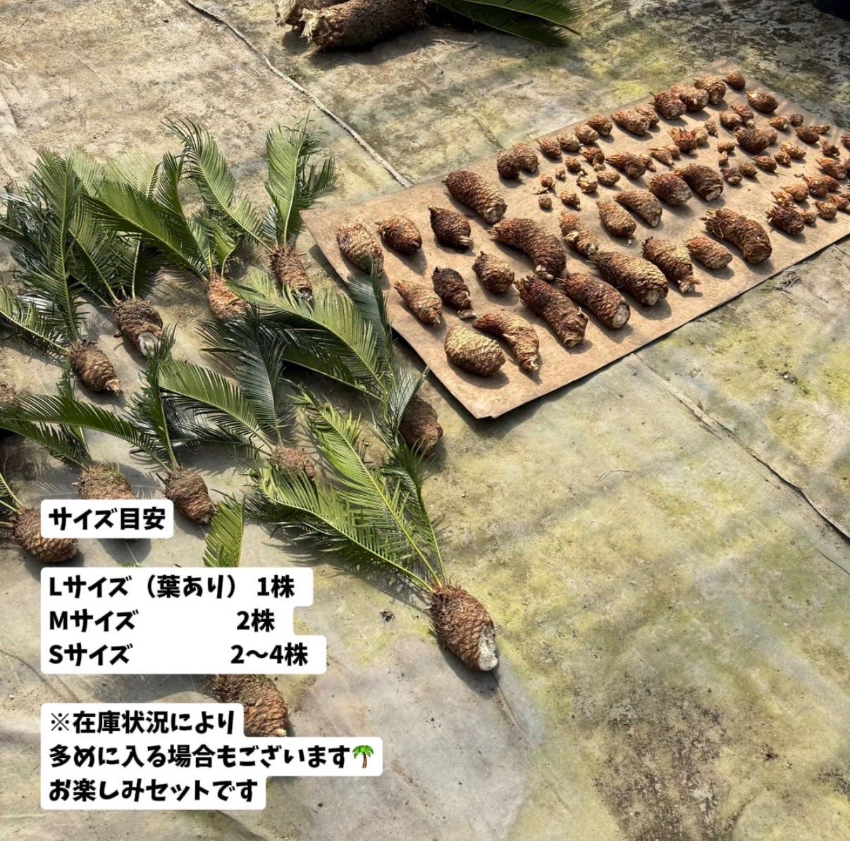 🌴ソテツ苗 お得7株セット（2株＋おまけ約5株）ドライガーデン