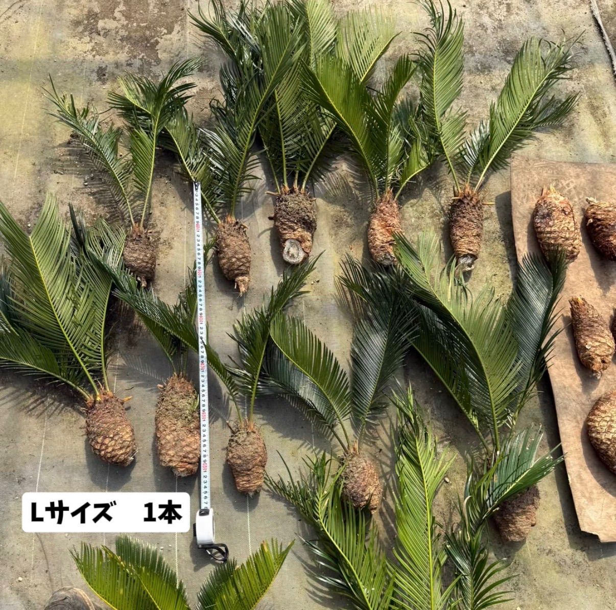 🌴ソテツ苗 お得7株セット（2株＋おまけ約5株）ドライガーデン