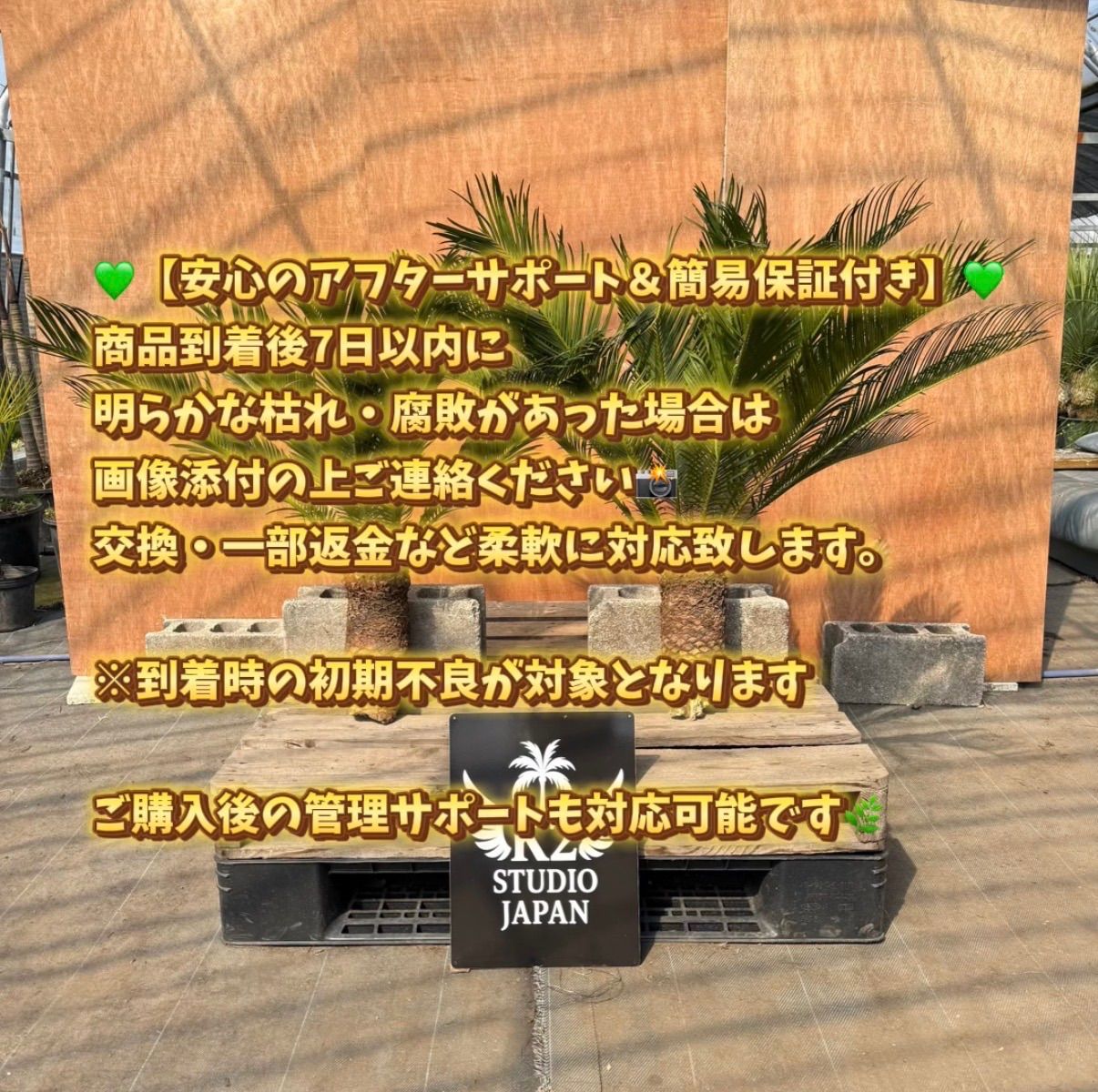 🌴ソテツ苗 お得7株セット（2株＋おまけ約5株）ドライガーデン