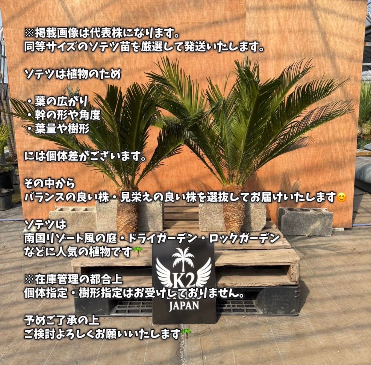 🌴ソテツ苗 お得7株セット（2株＋おまけ約5株）ドライガーデン