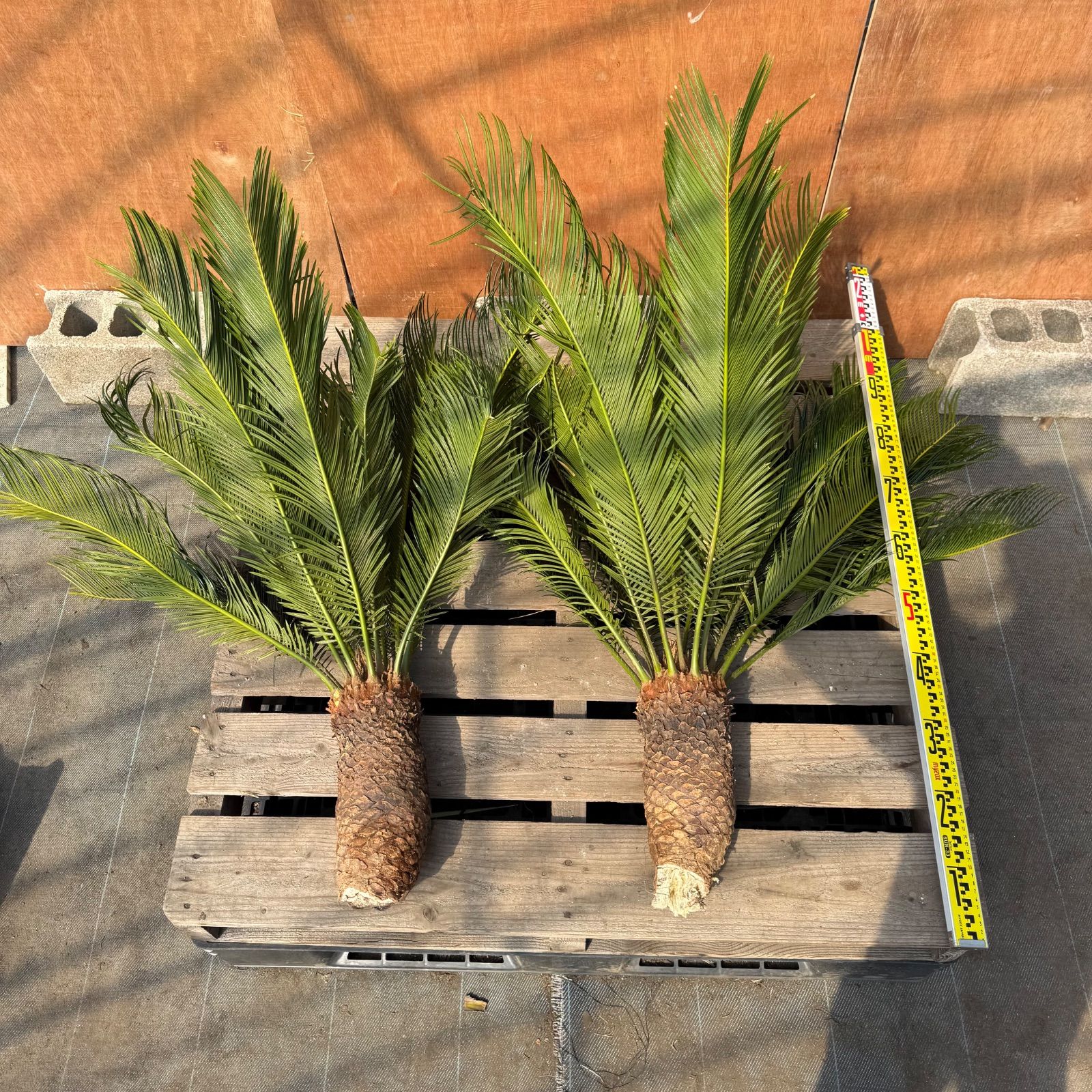 🌴ソテツ苗 お得7株セット（2株＋おまけ約5株）ドライガーデン