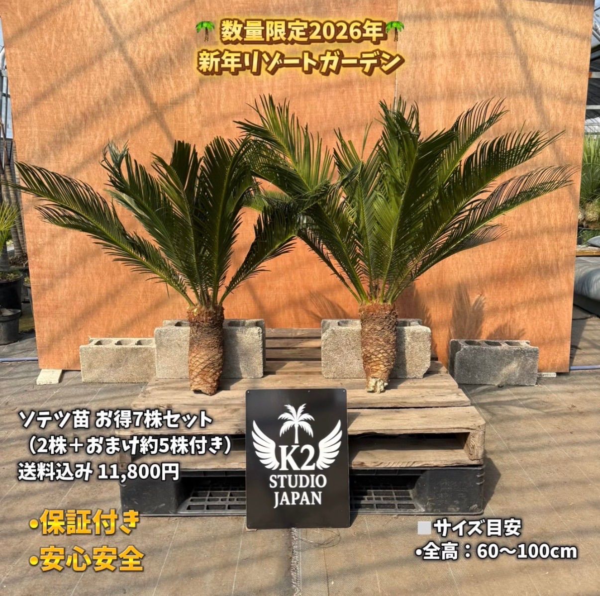 ソテツ 2株セット 【公式通販】