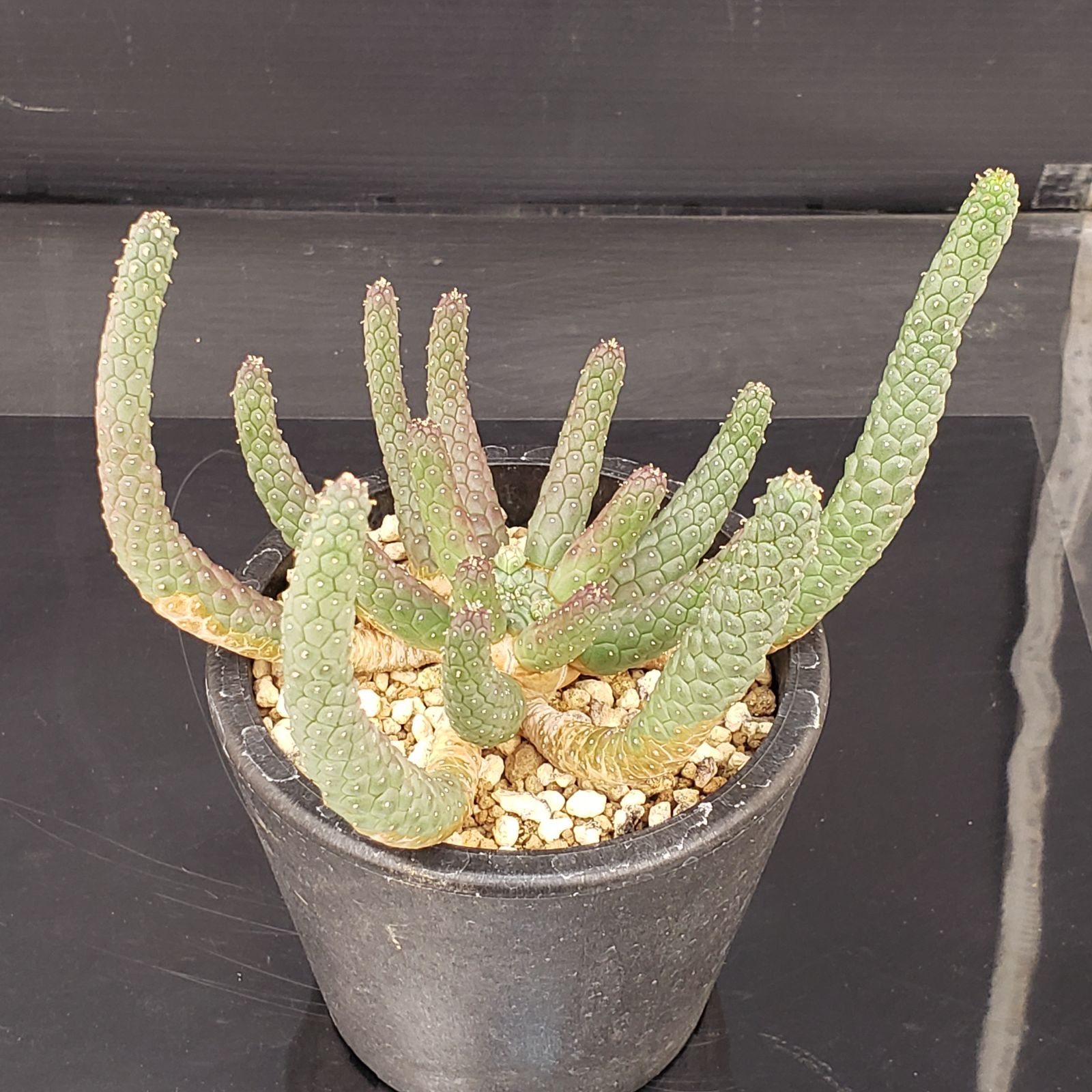 S242【自社養生株】ユーフォルビア エスクレンタ（発根株・鉢植え