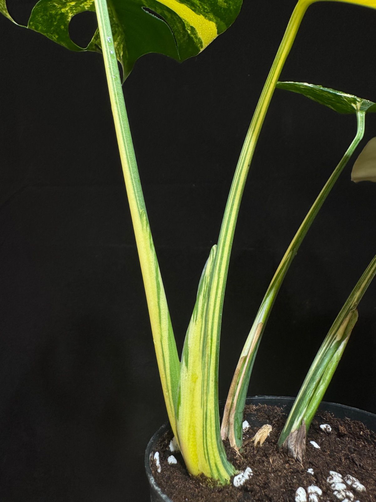 モンステラ デリシオーサ ポンポン Monstera deliciosa 'Pom Pom