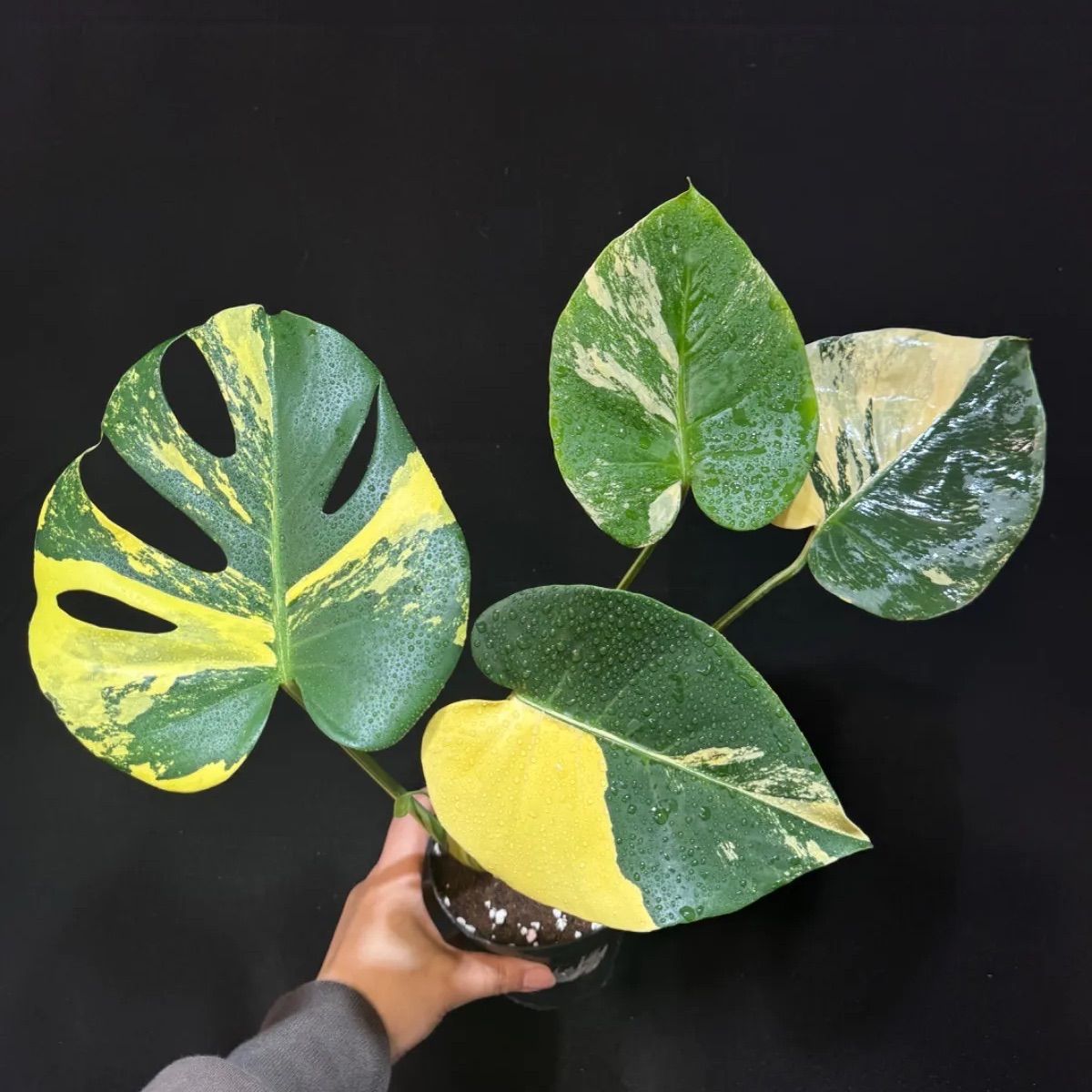 モンステラ デリシオーサ ポンポン Monstera deliciosa 'Pom Pom