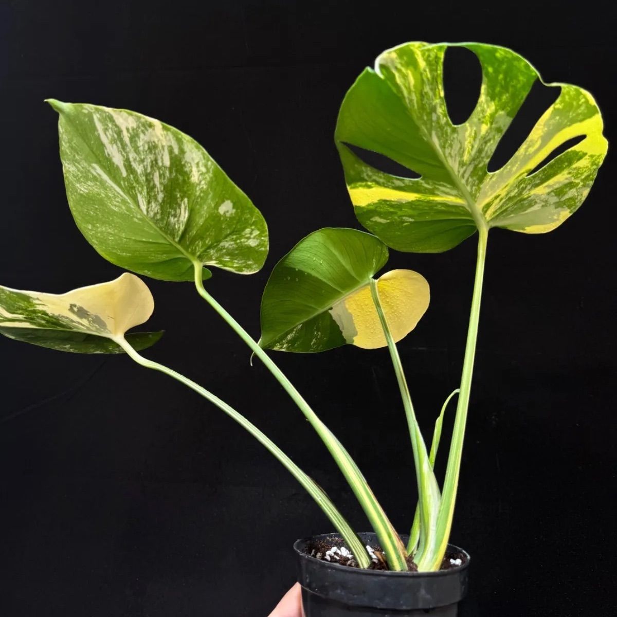 モンステラ デリシオーサ ポンポン Monstera deliciosa 'Pom Pom