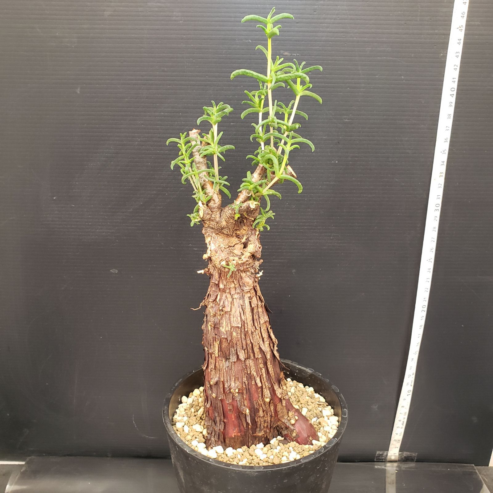 安い 特売 2054 「塊根植物」メストクレマ XL 植え【発根未確認・表皮