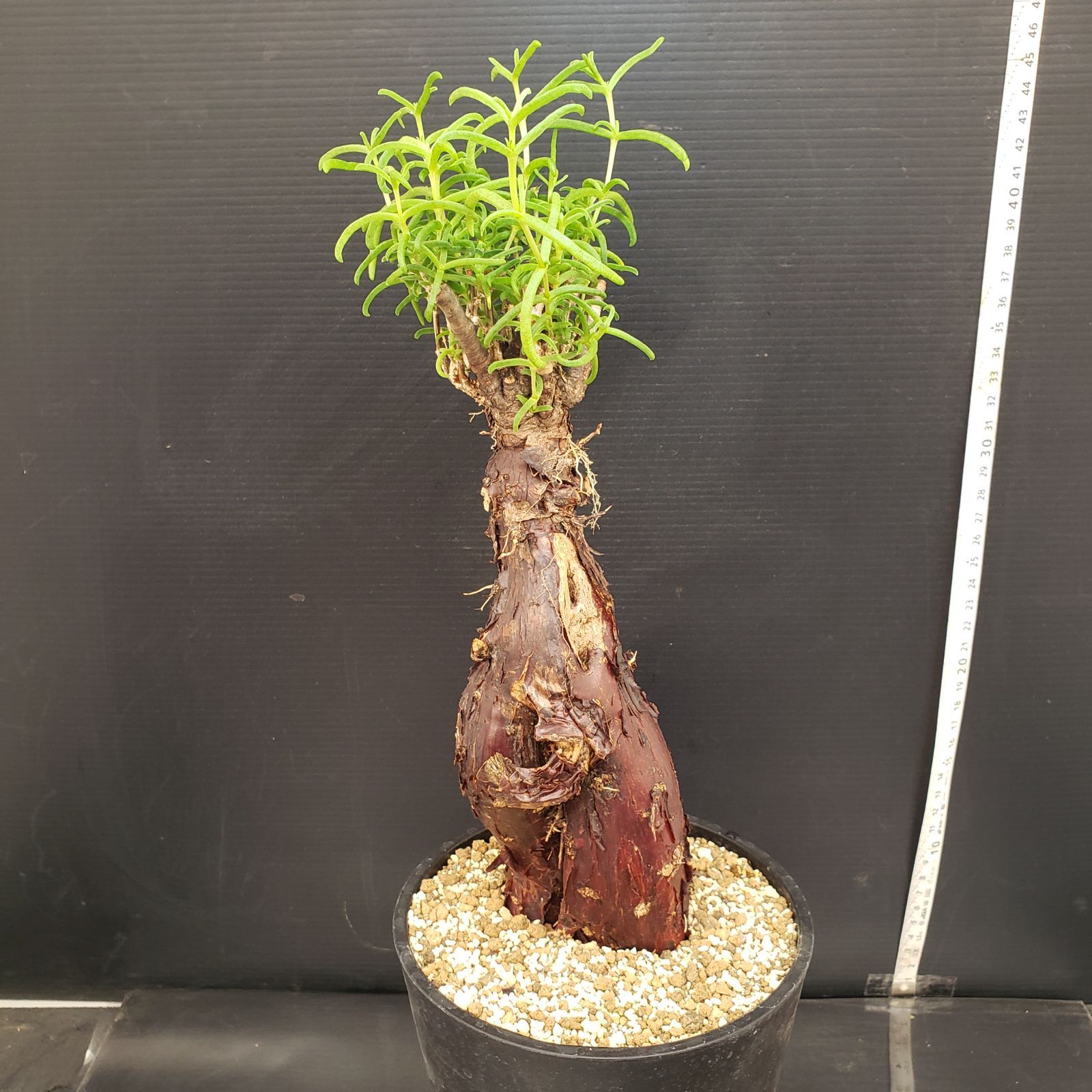 安い 特売 2054 「塊根植物」メストクレマ XL 植え【発根未確認・表皮