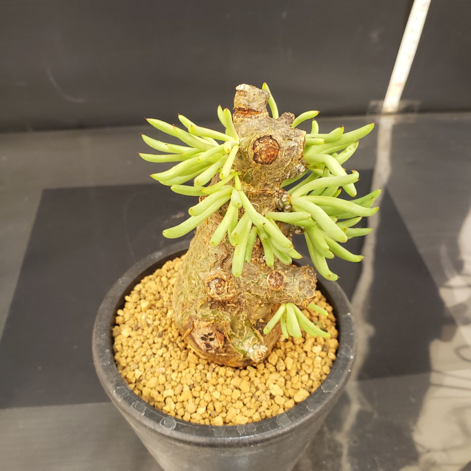 4480 「塊根植物」チレコドン ペアルソニー大 抜き苗【最新到着・美株