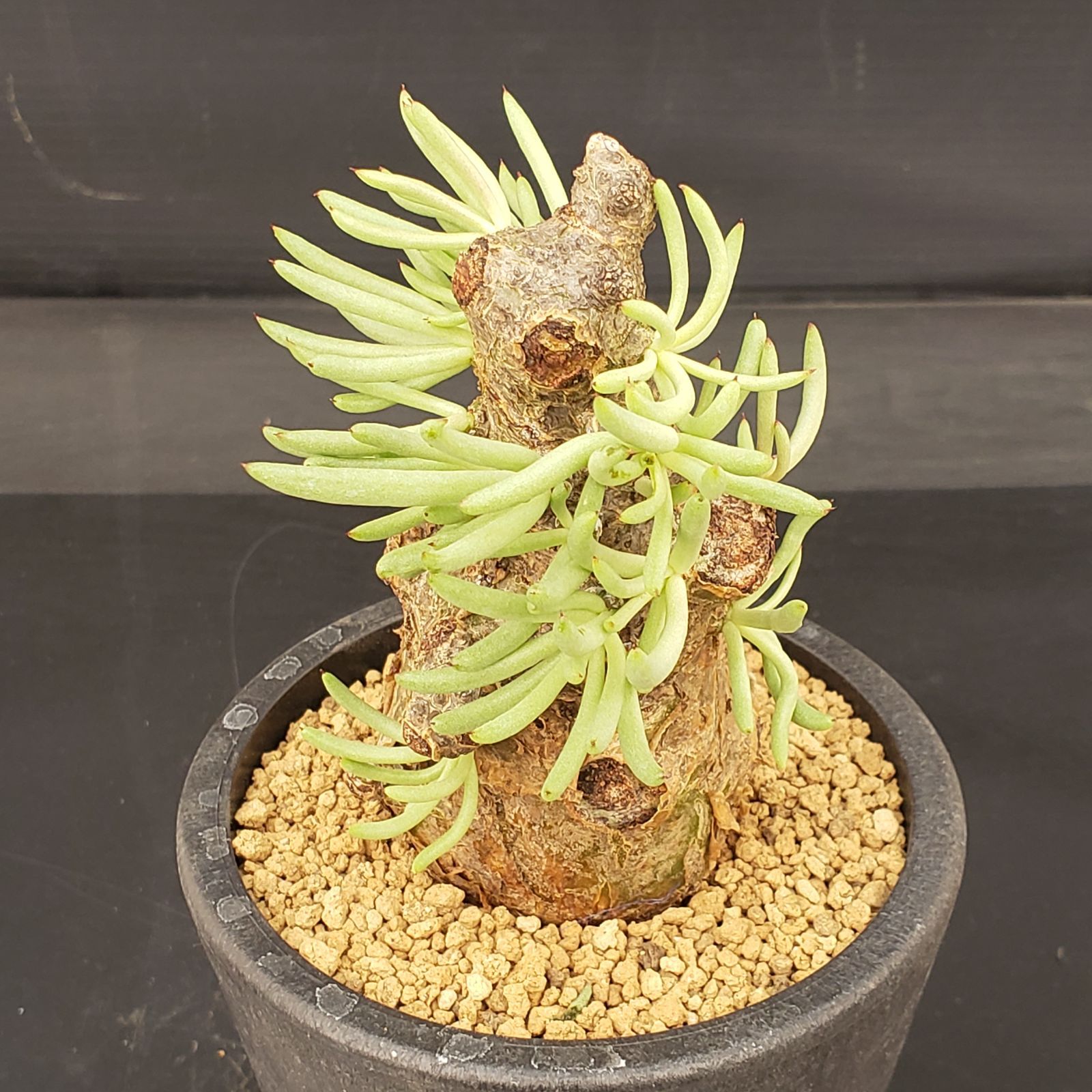 S268自社養生株チレコドン 5251 「塊根植物」チレコドン ペアルソニー