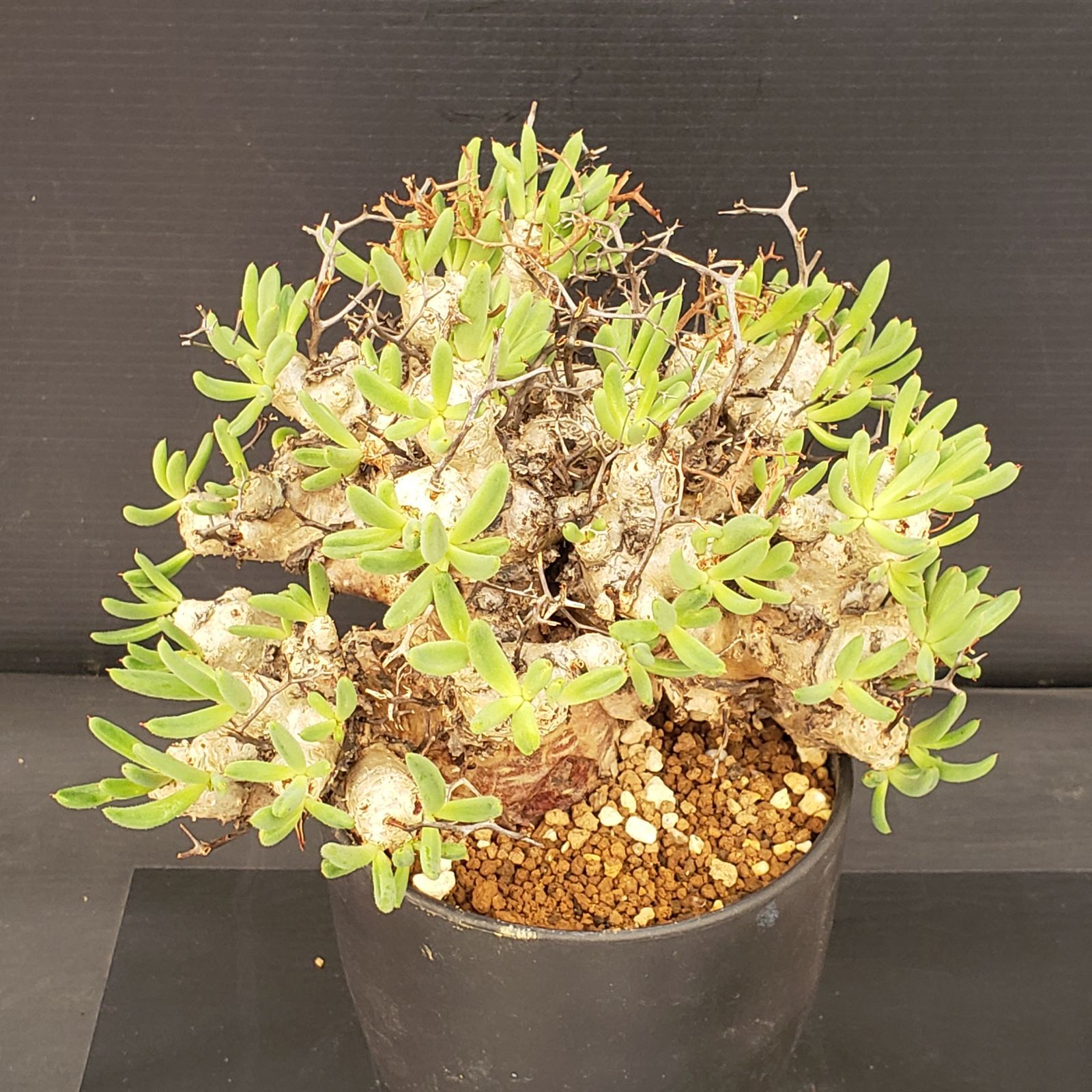 S277【自社養生株】チレコドン レティキュラータス 万物想（現地球・発