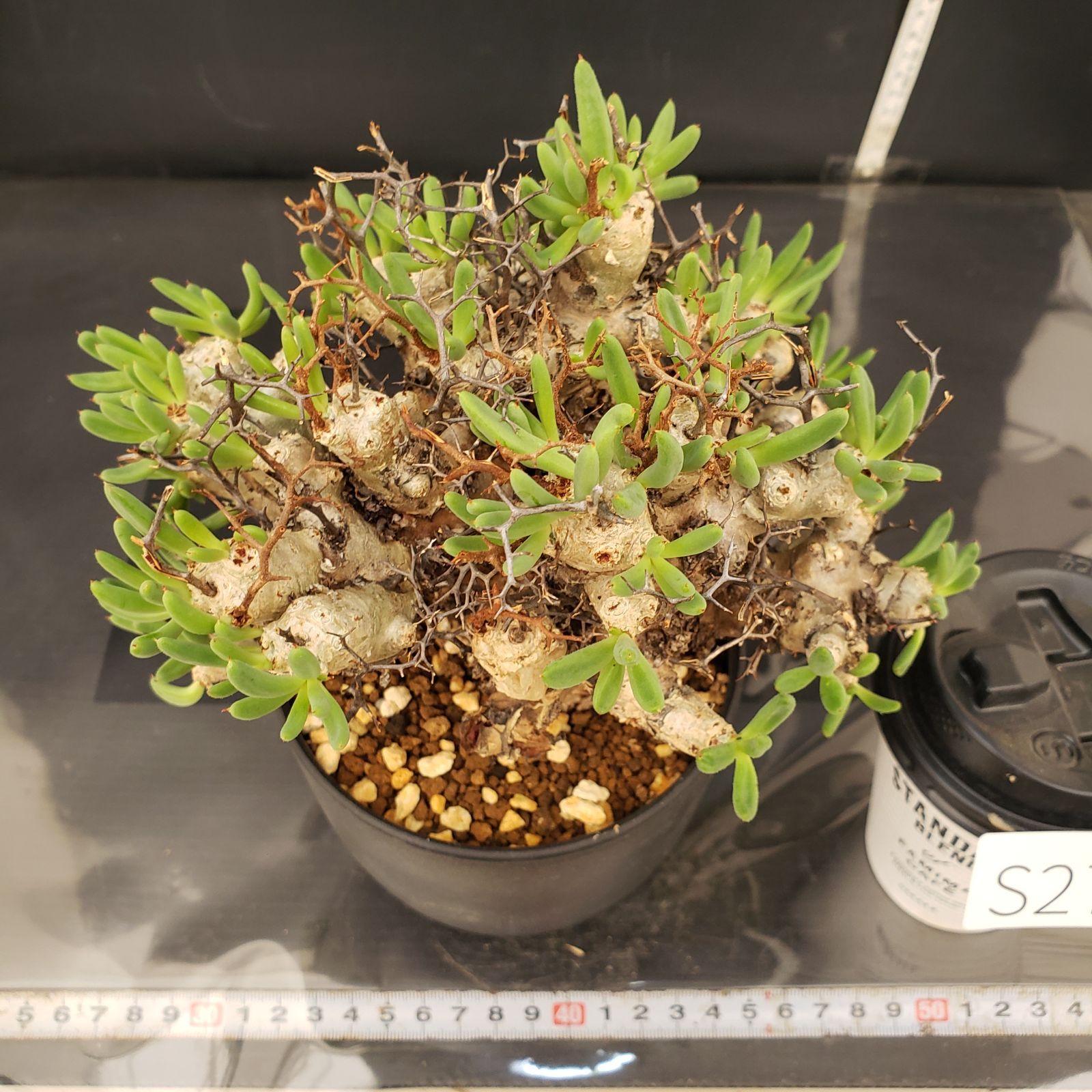 S277【自社養生株】チレコドン レティキュラータス 万物想（現地球・発