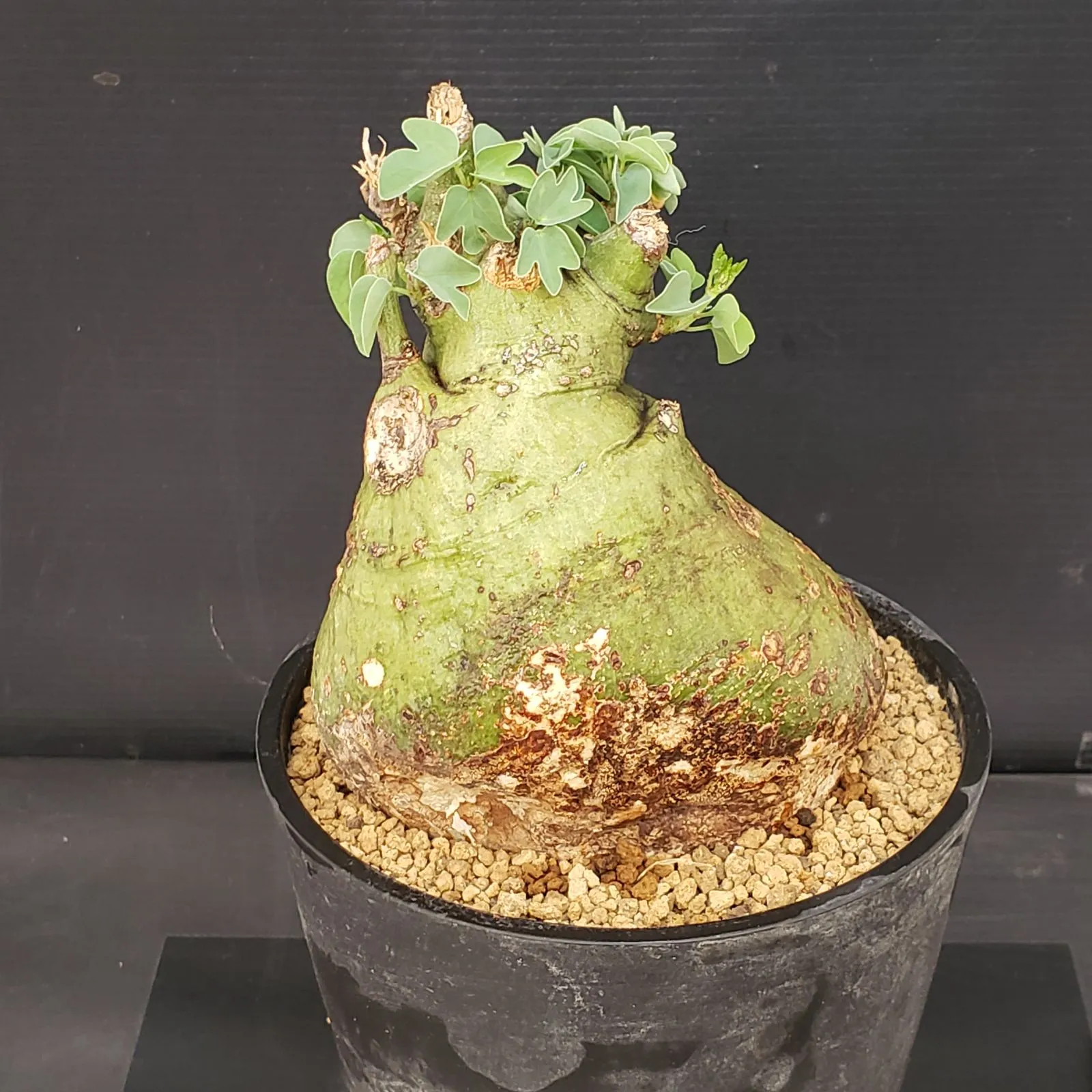 2026年最新】アデニア スピノーサの人気アイテム - メルカリ