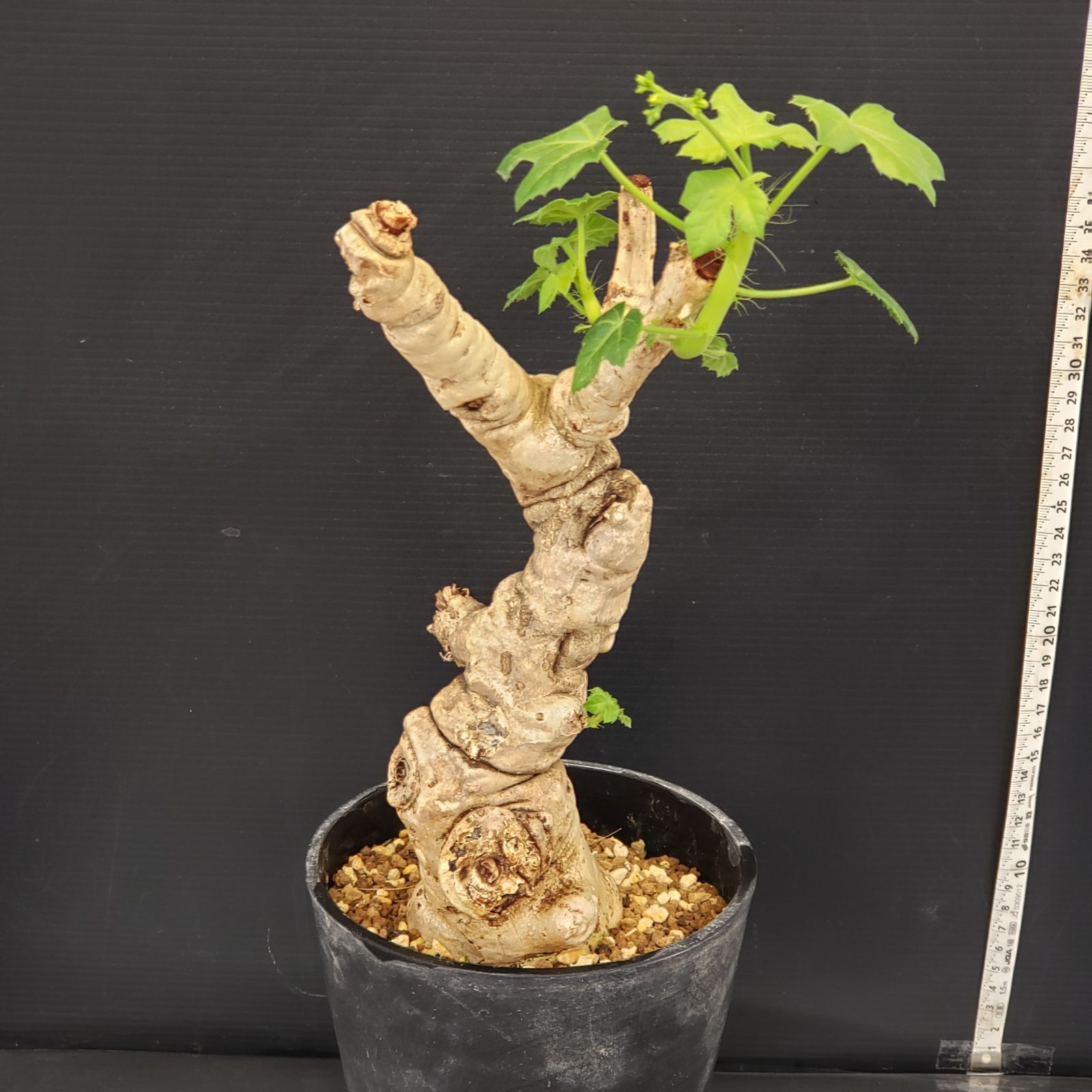 6016 「塊根植物」 ヤトロファ スピカータ 植え【発根未確認・Jatropha 
