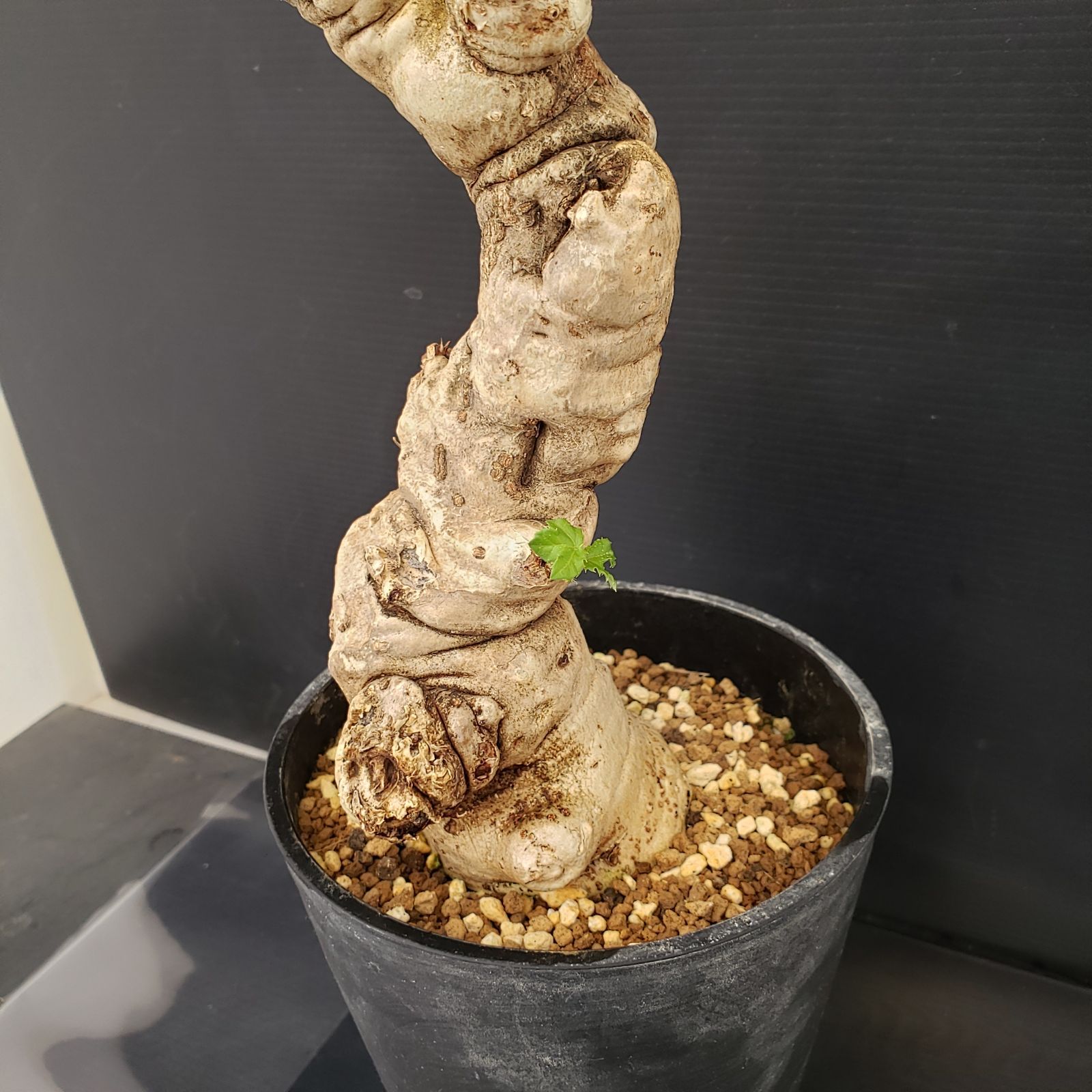 4611 「塊根植物」 ヤトロファ スピカータ 植え【発根未確認・Jatropha