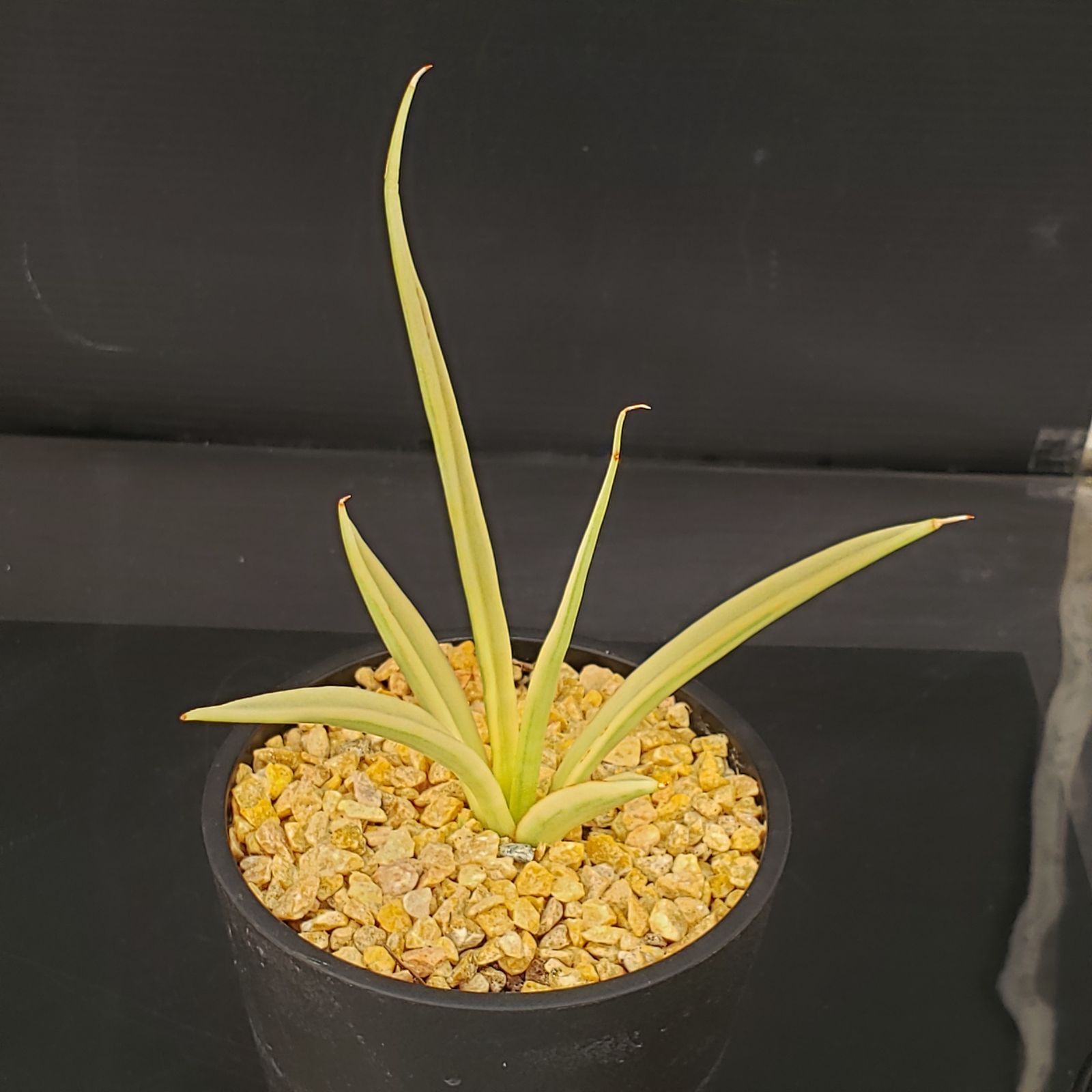 S285【シン入荷！】サンセベリア ダンシングドラゴン（斑入り・鉢植え