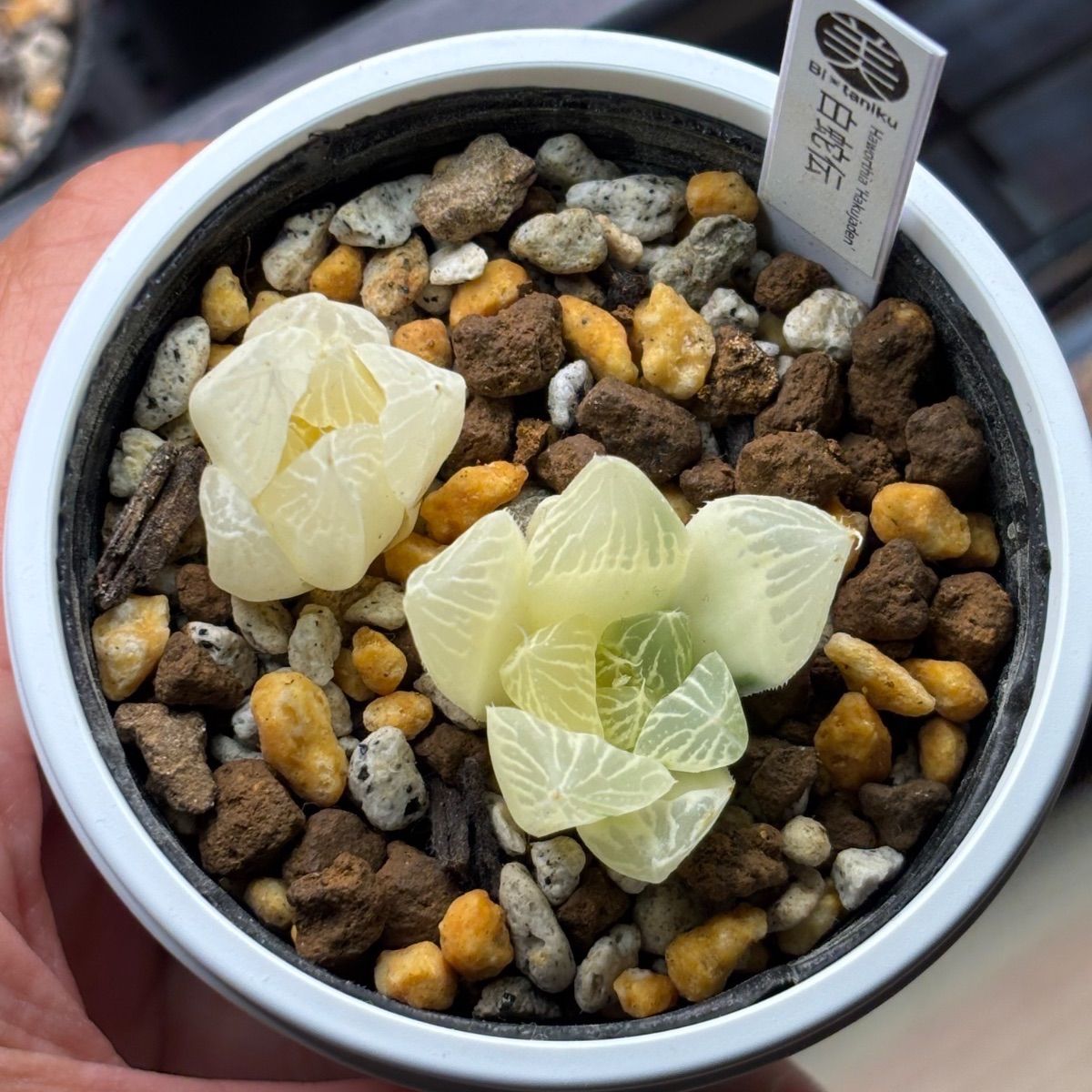 ハオルチア　白蛇伝　カキ仔　発根済み ハオルチア ☆ 白蛇伝（カキ仔発根済み）全斑苗オマケ付き 白