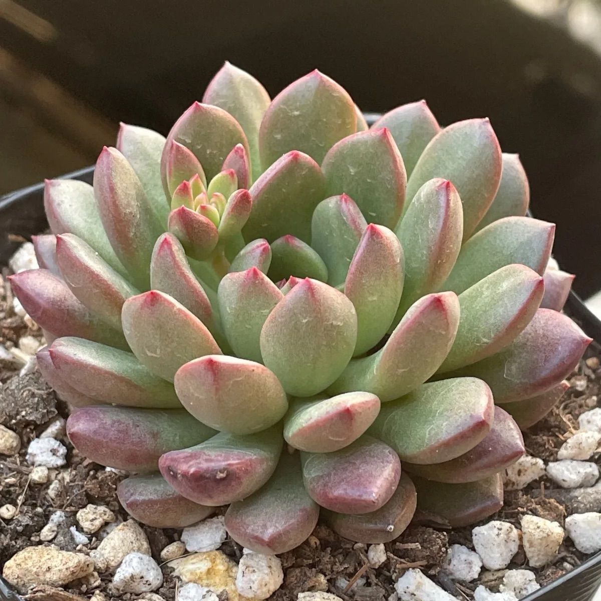 多肉植物♡3号ポット・ピンクルルビー❤︎抜き苗(根付き) - メルカリ