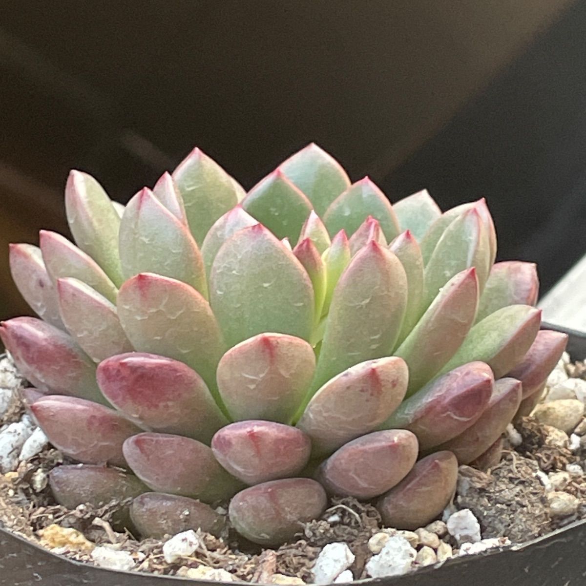 多肉植物♡3号ポット・ピンクルルビー❤︎抜き苗(根付き) - メルカリ