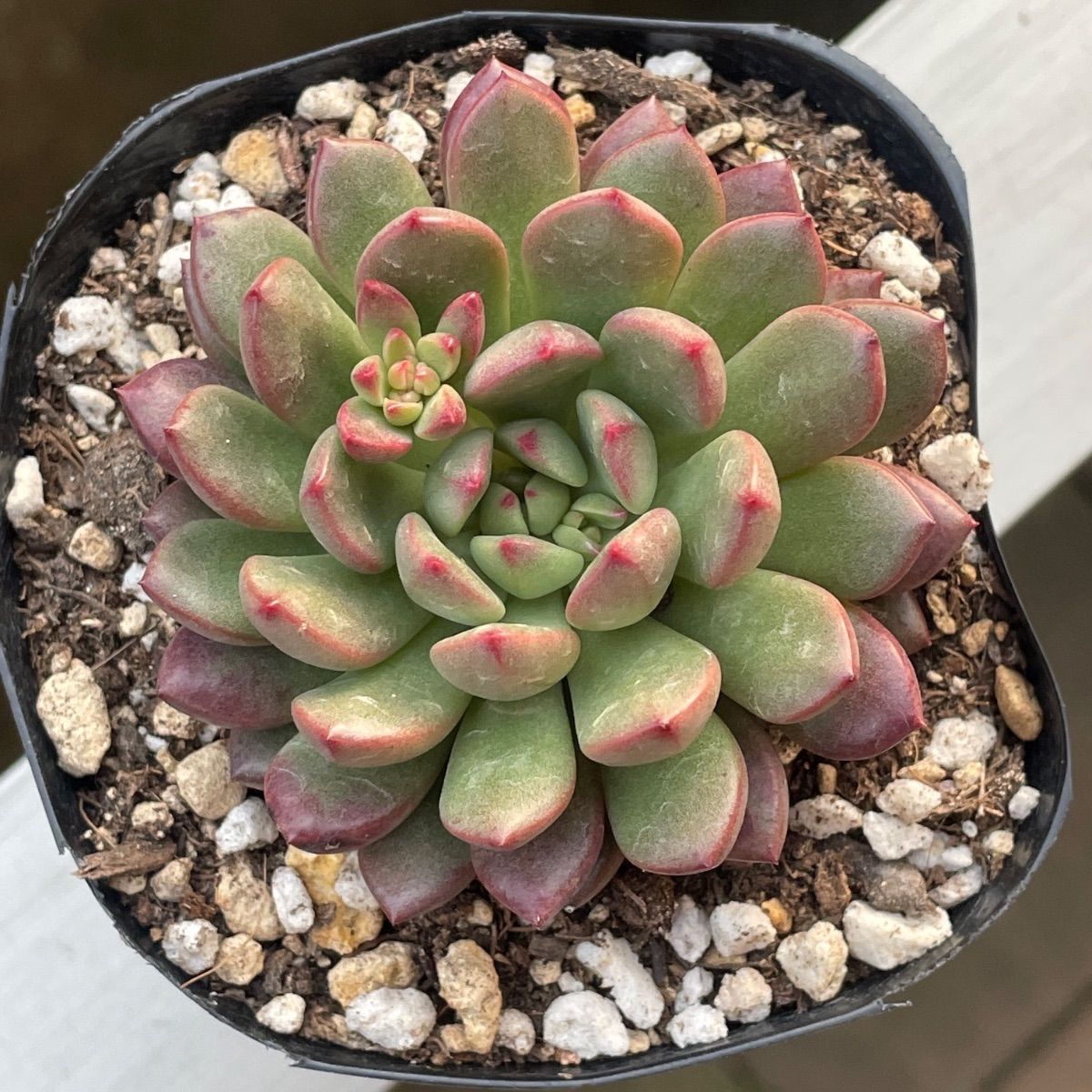 多肉植物♡3号ポット・ピンクルルビー❤︎抜き苗(根付き) - メルカリ