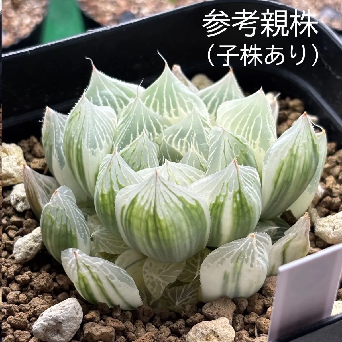 ハオルチア ☆ 白蛇伝（カキ仔発根済み）全斑苗オマケ付き 白