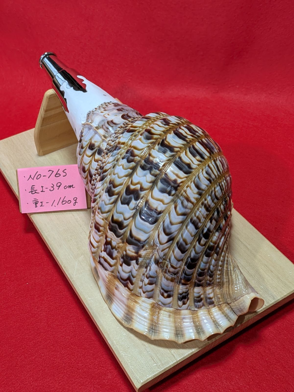 法螺貝NO−76.S ホラ貝、ほら貝、修験道、和楽器、当山派 - メルカリ
