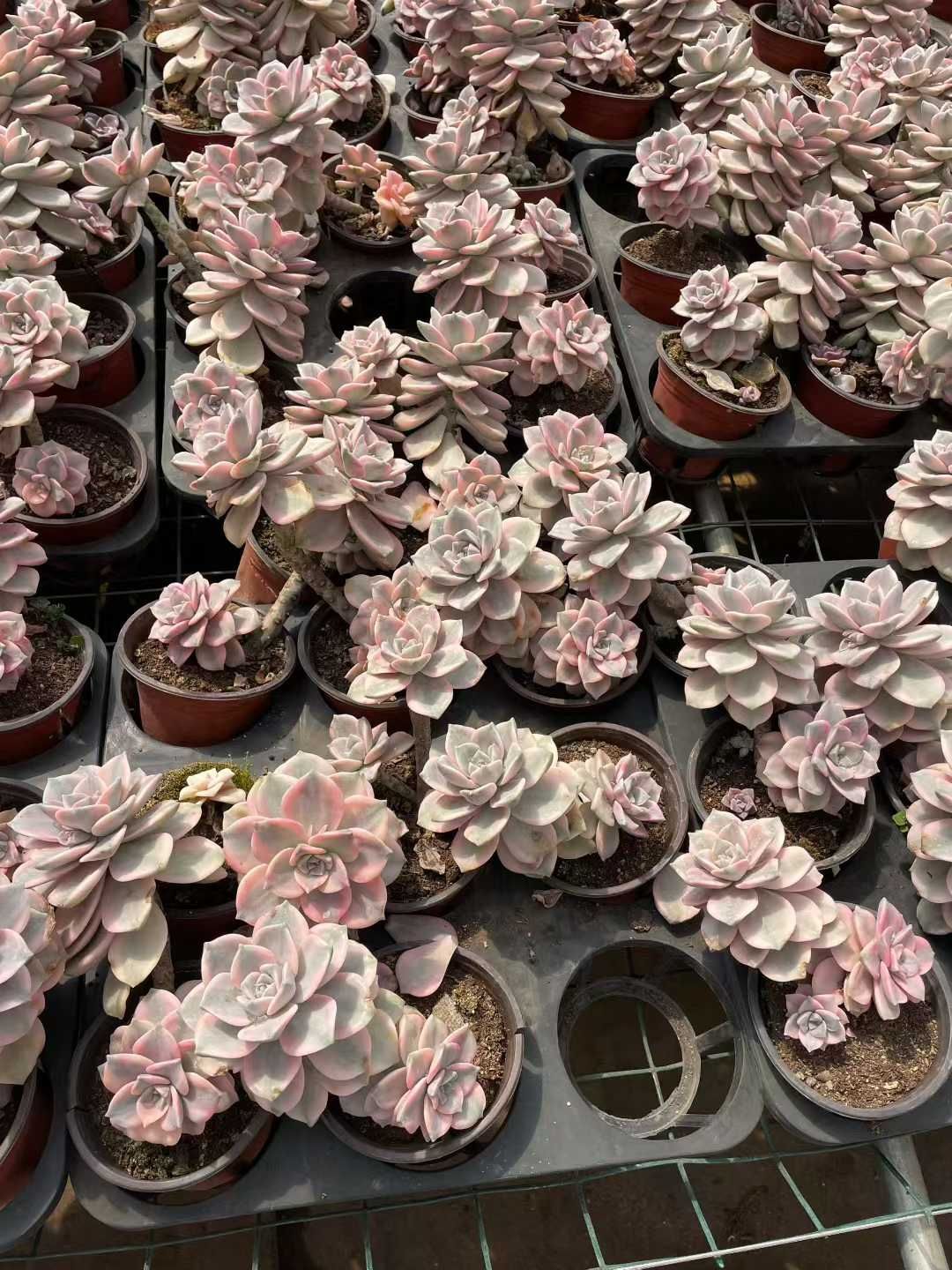 新入荷 シラクニシキ×15株 Z3693抜き苗 多肉植物 詰め合わせ