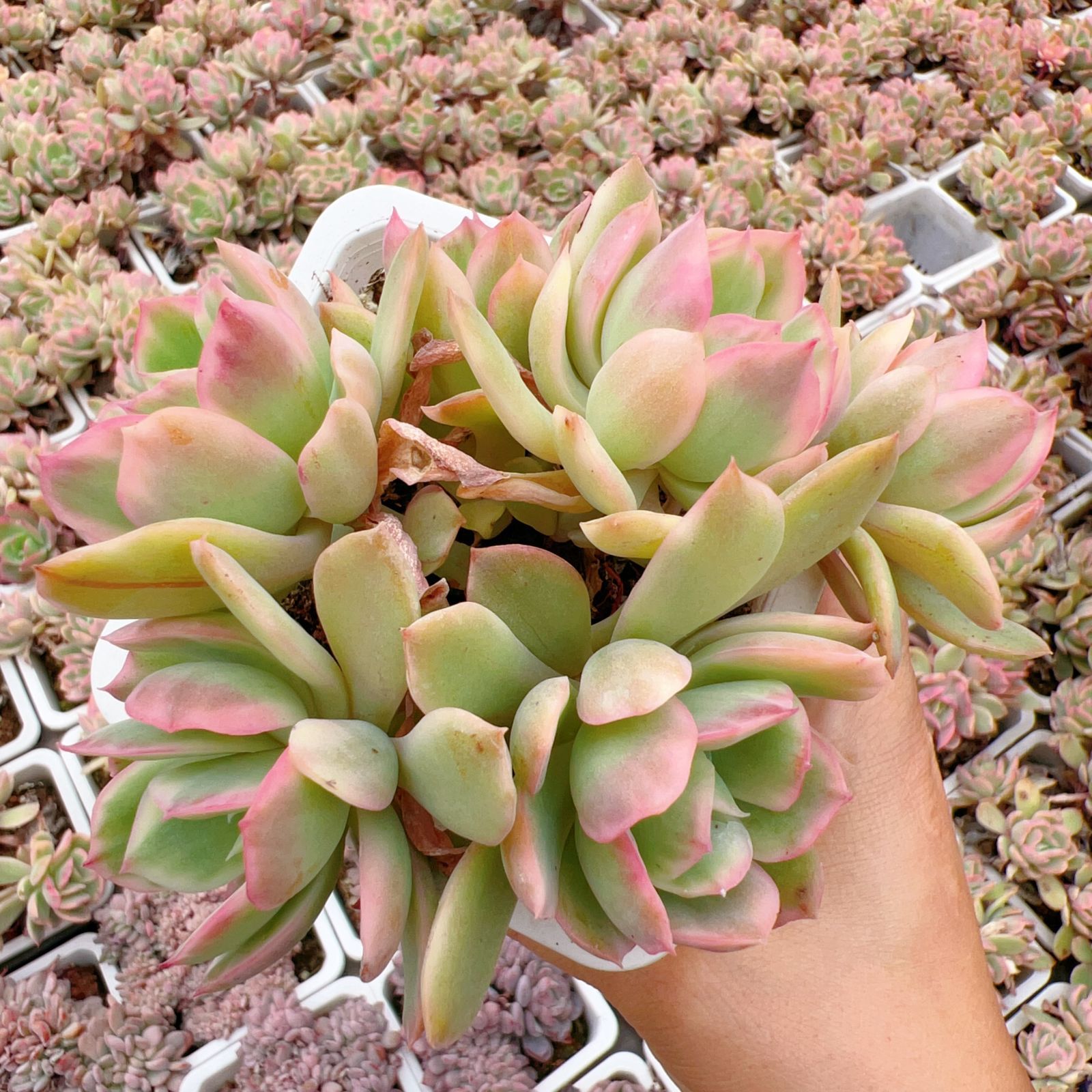 新入荷 チーロ×15株 Z3753抜き苗 多肉植物　詰め合わせ アエオニウム エケベリア サボテン 韓国苗