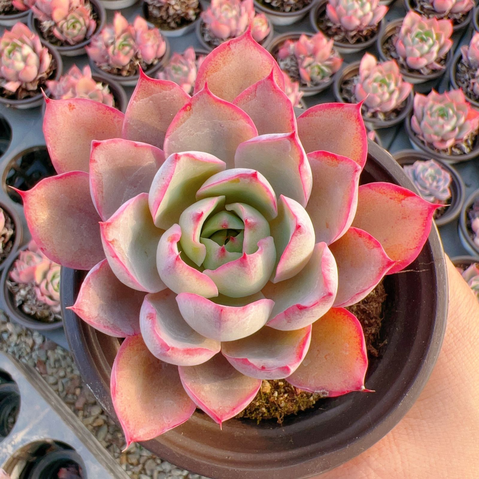 新入荷 ヘラ×24株 Z3784抜き苗 多肉植物 詰め合わせ アエオニウム エケベリア サボテン 韓国苗