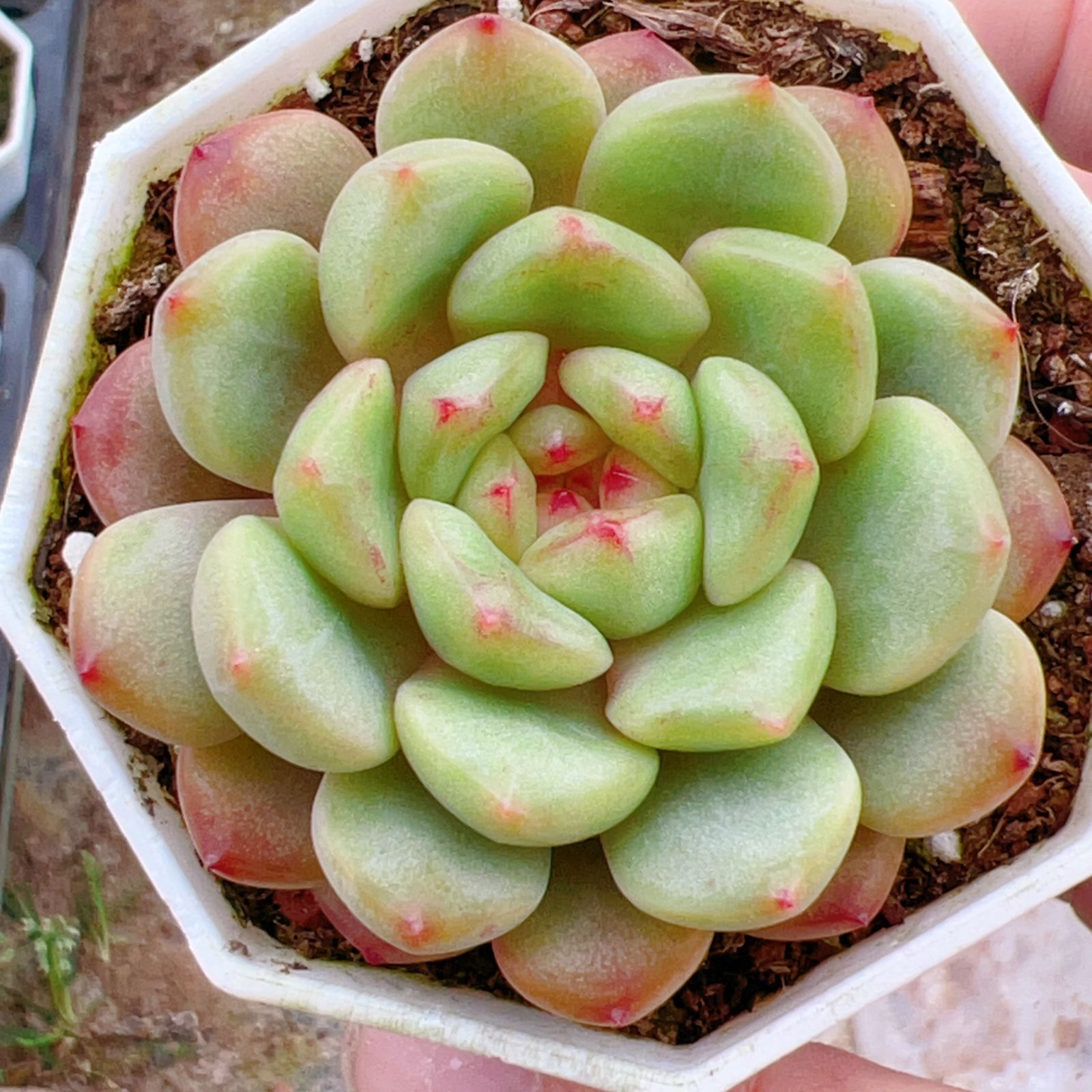 新入荷 チョウソウシ×24株 Z3783抜き苗 多肉植物　詰め合わせ アエオニウム エケベリア サボテン 韓国苗
