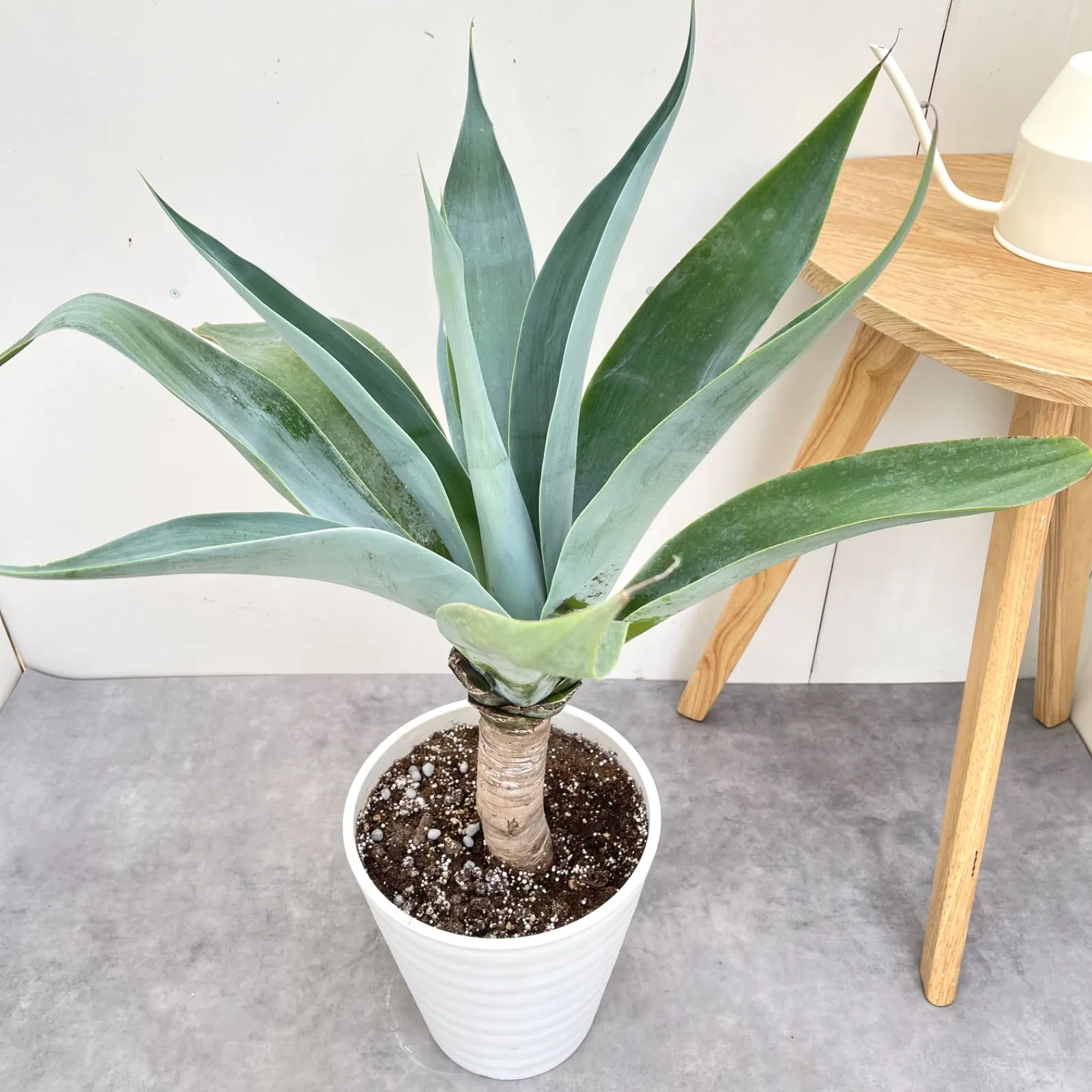 2026年最新】ボーチンブルーの人気アイテム - メルカリ