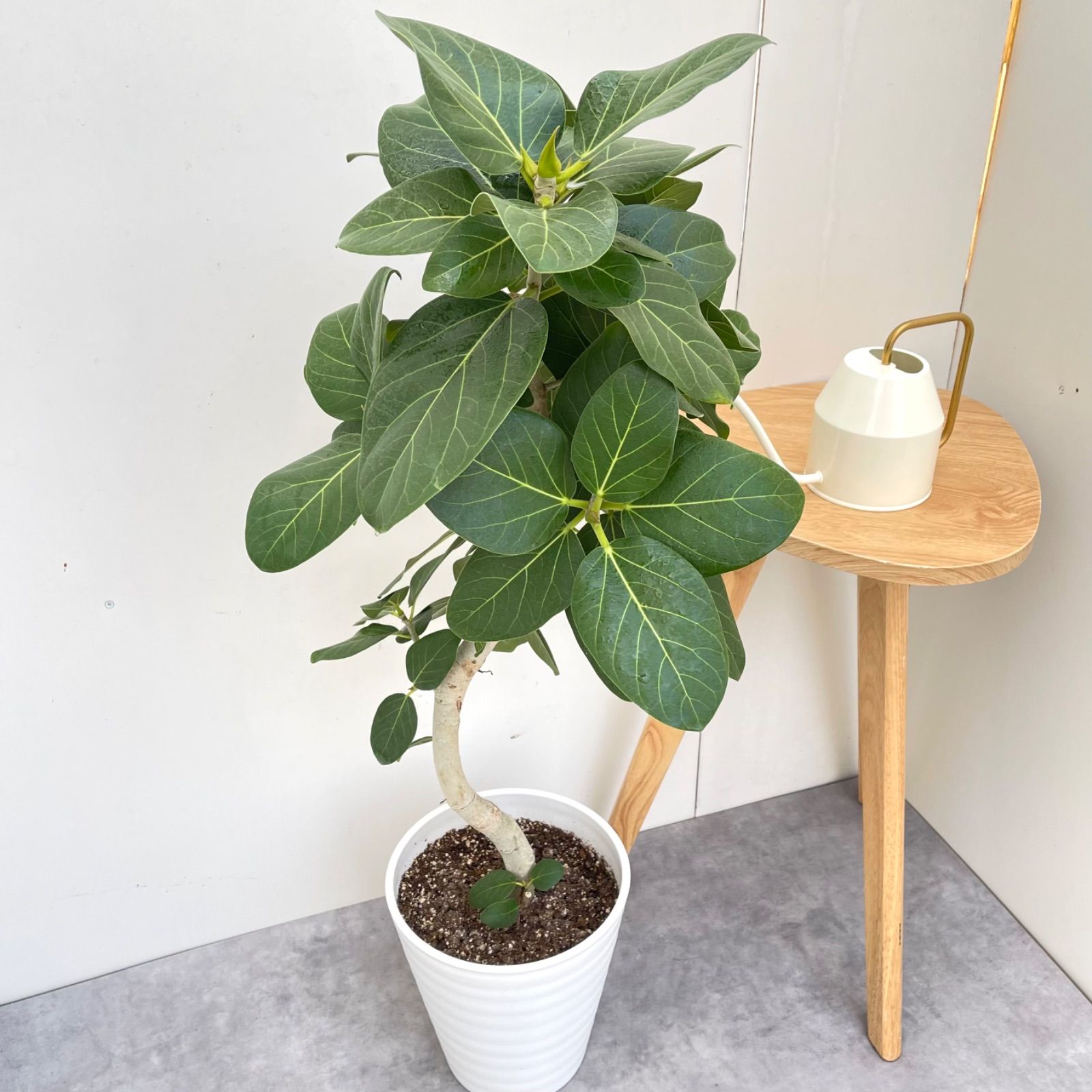 フィカス ベンガレンシス 曲がり 8【現品】観葉植物 大型 室内 - メルカリ