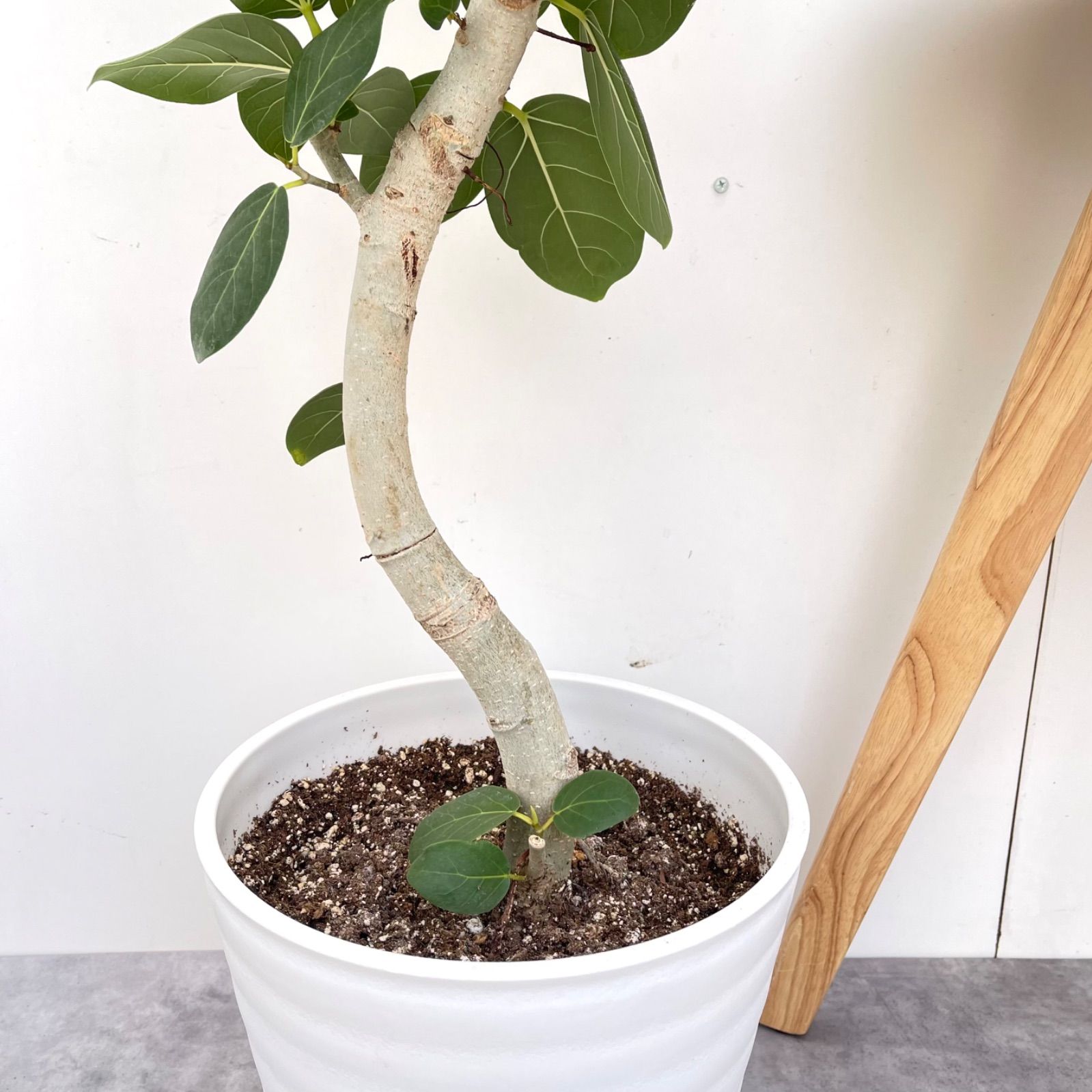 フィカス ベンガレンシス 曲がり 8【現品】観葉植物 大型 室内 - メルカリ