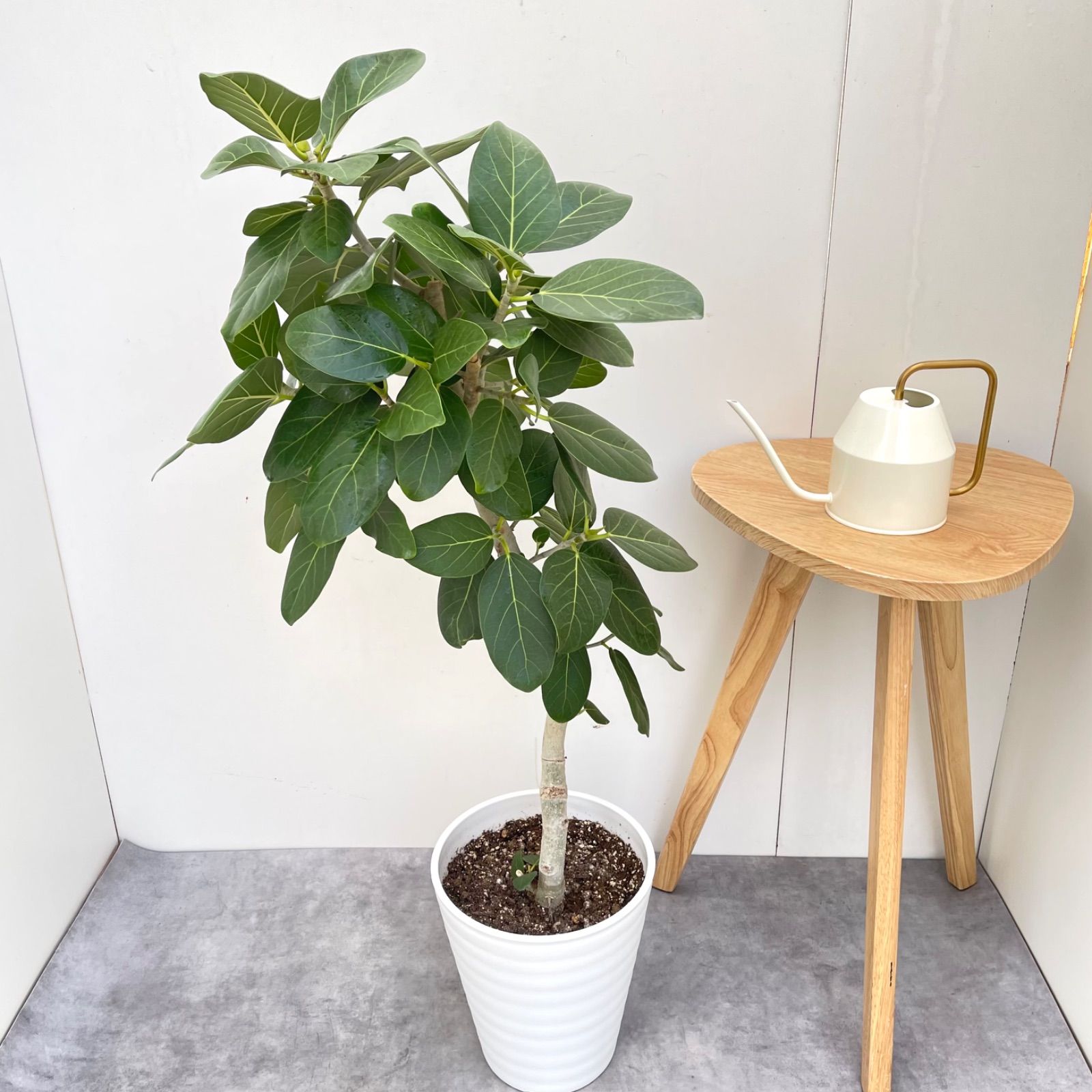 フィカス ベンガレンシス 曲がり 8【現品】観葉植物 大型 室内 - メルカリ