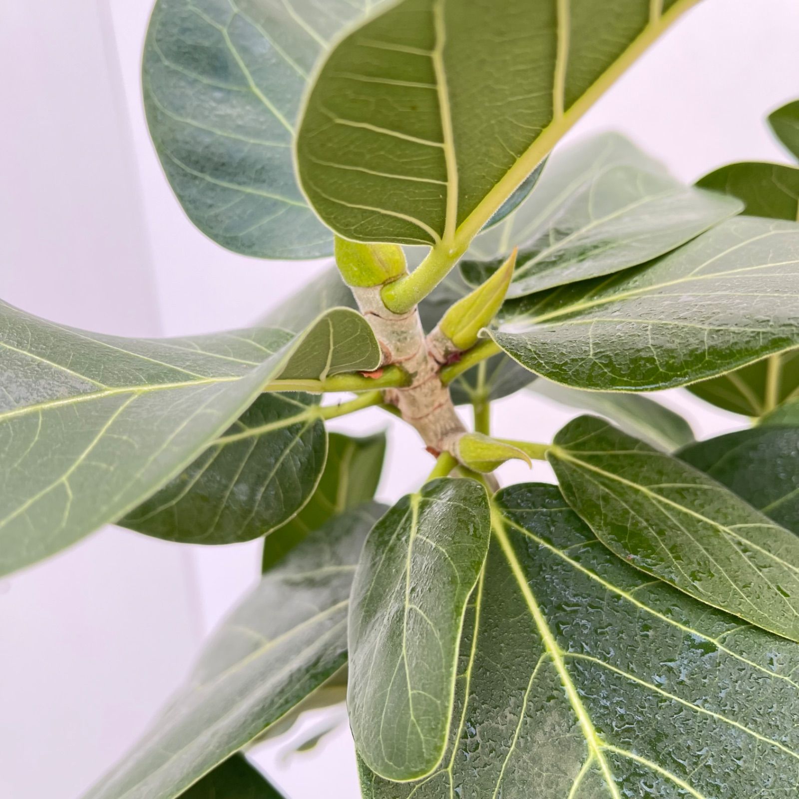 フィカス ベンガレンシス 曲がり 8【現品】観葉植物 大型 室内 - メルカリ