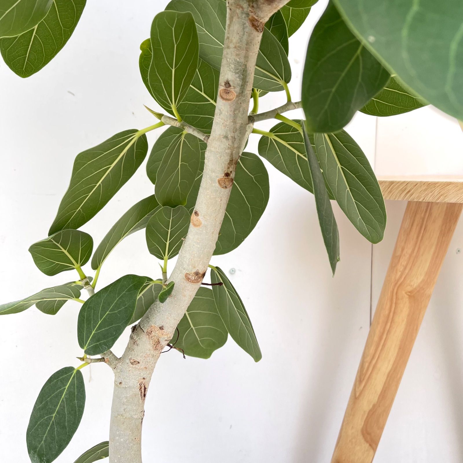 フィカス ベンガレンシス 曲がり 8【現品】観葉植物 大型 室内 - メルカリ