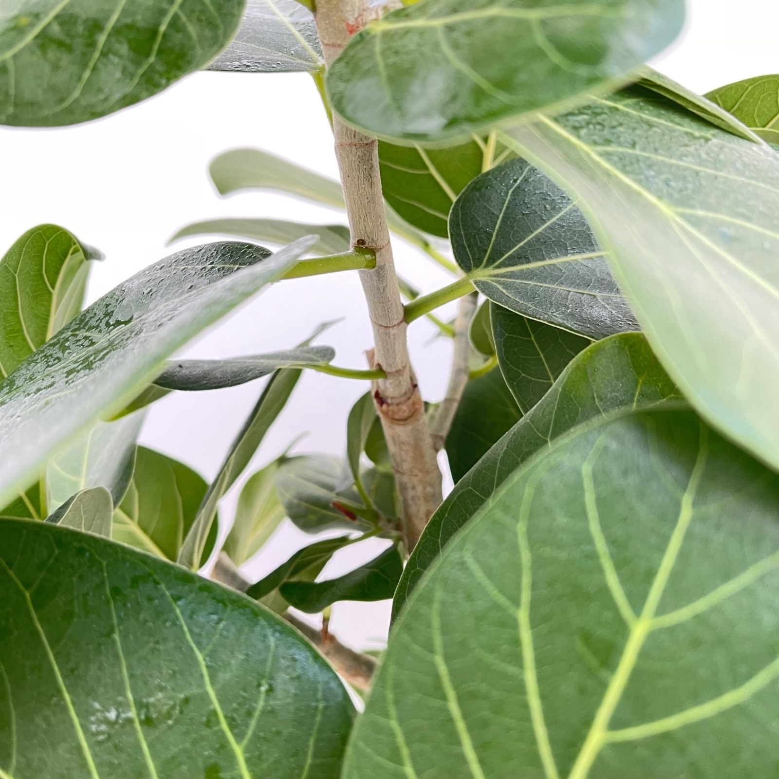 フィカス ベンガレンシス 曲がり 8【現品】観葉植物 大型 室内 - メルカリ