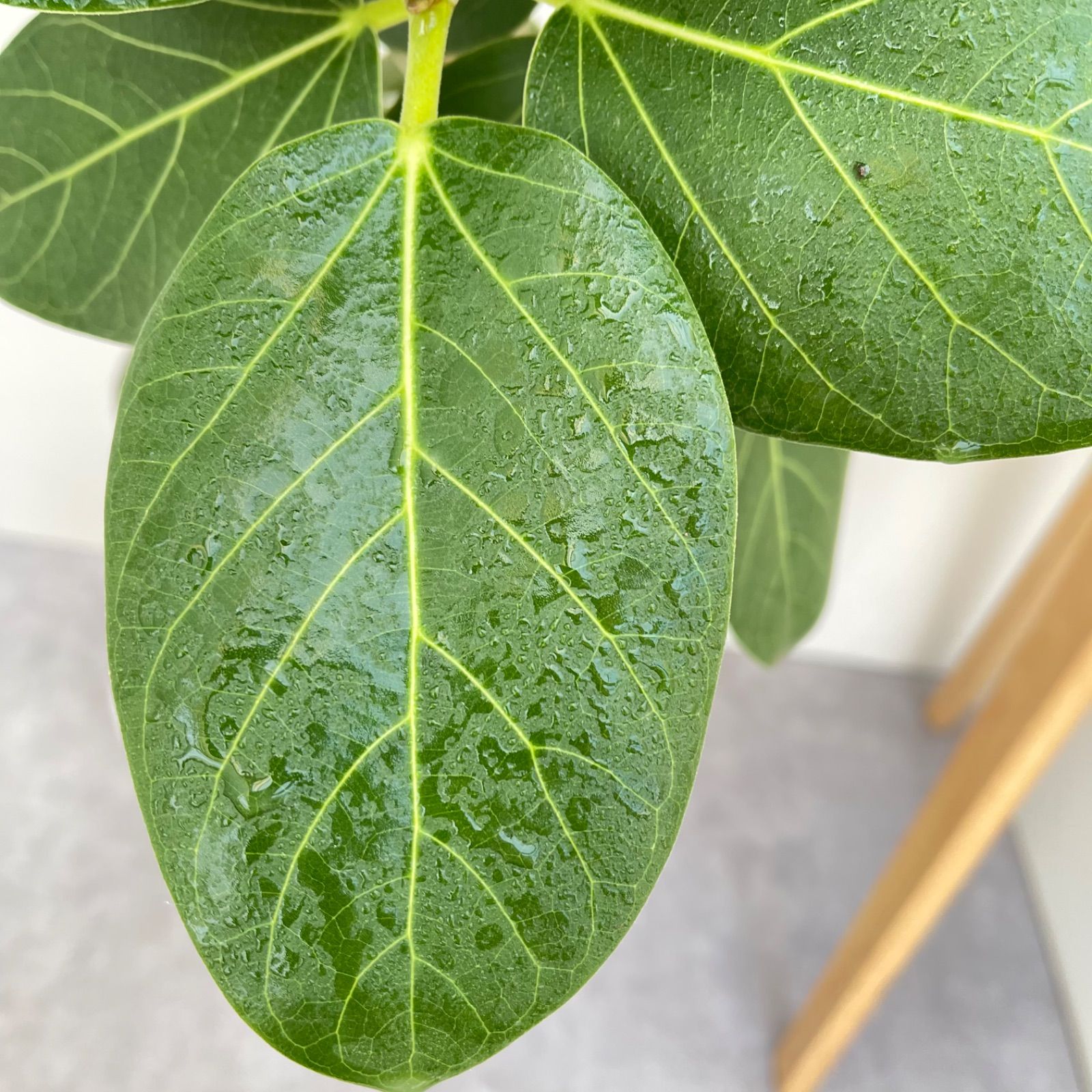 フィカス ベンガレンシス 曲がり 8【現品】観葉植物 大型 室内 - メルカリ