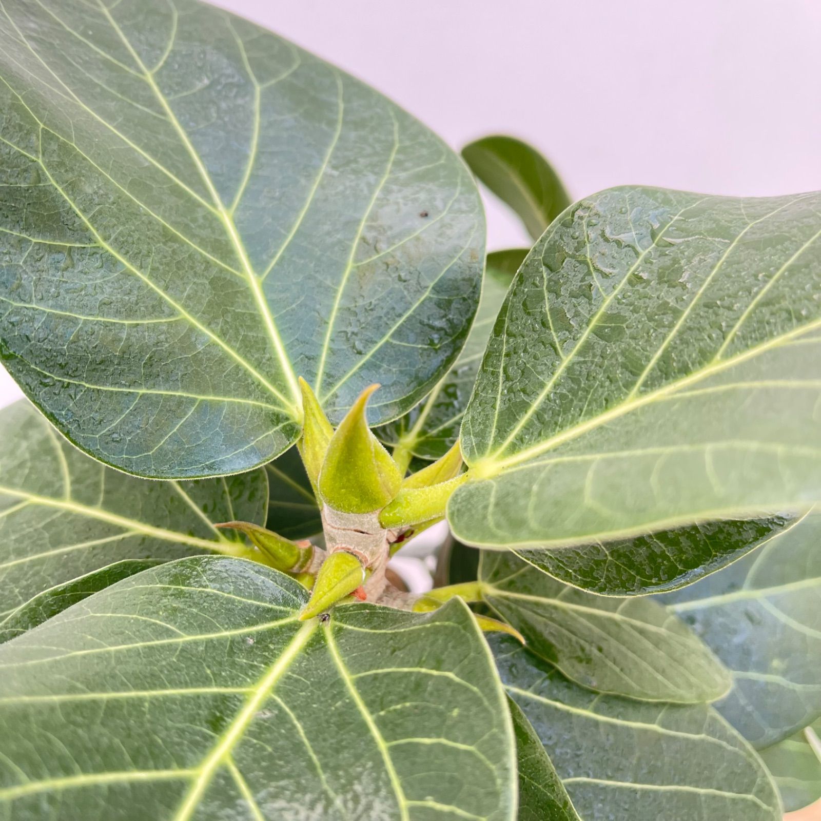 フィカス ベンガレンシス 曲がり 8【現品】観葉植物 大型 室内 - メルカリ