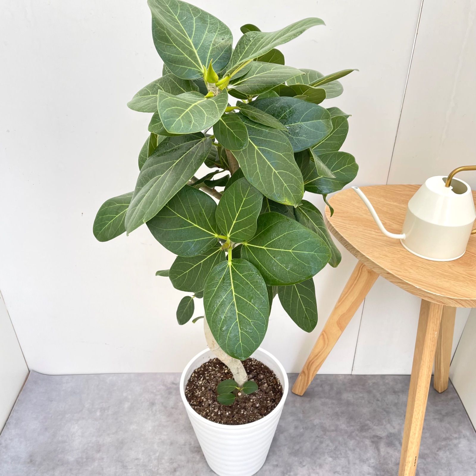 フィカス ベンガレンシス 曲がり 8【現品】観葉植物 大型 室内 - メルカリ