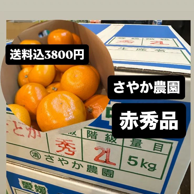 🍊さやか農園せとか🍊赤秀品 L/2L - メルカリ